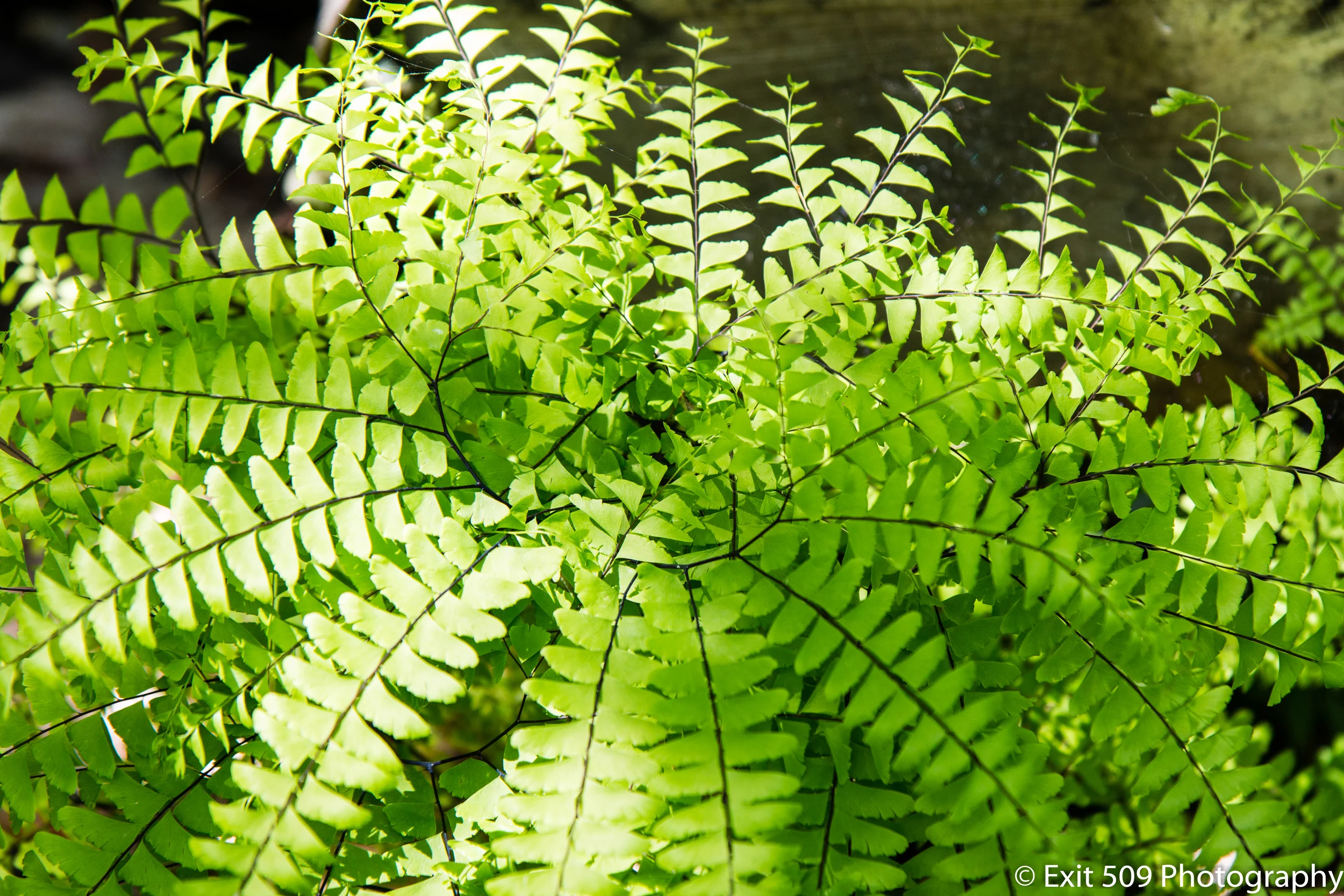 Perfect Fern