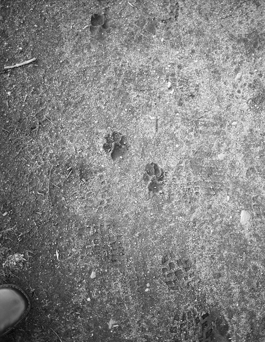 Dog Footprints065_edit.jpg