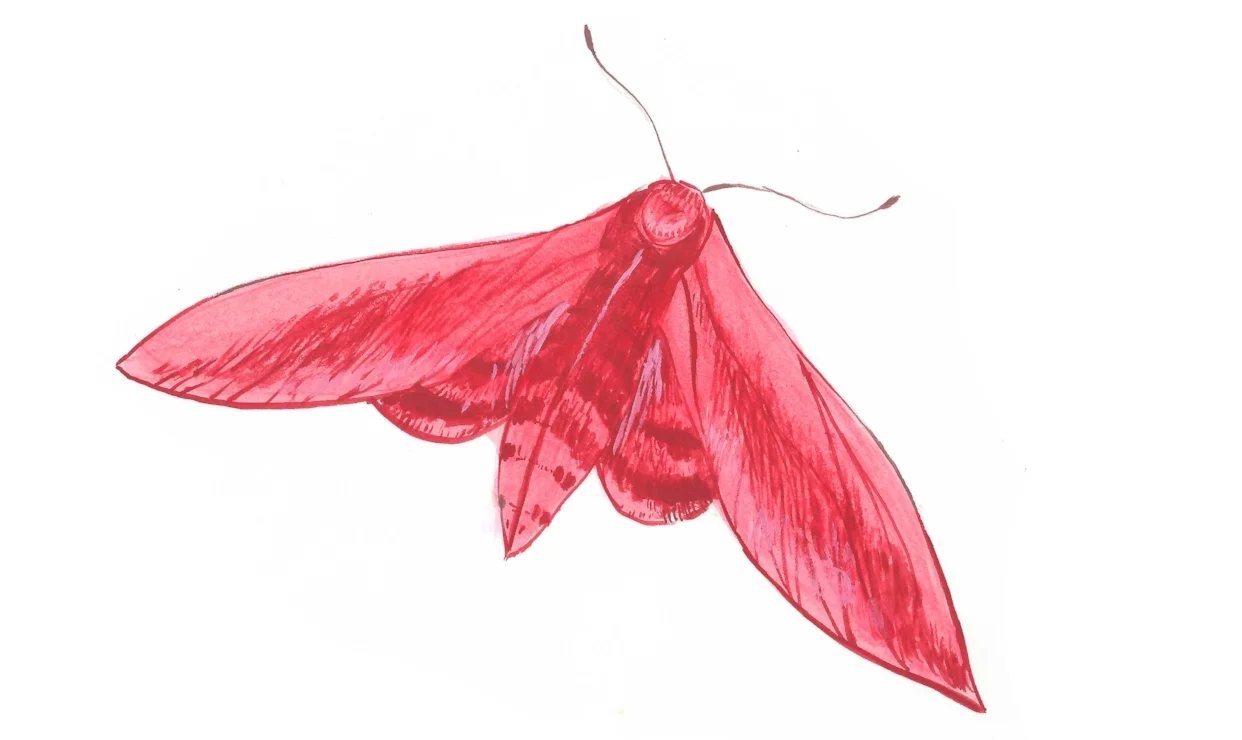 merkai+moth+promotion_+by+Kerilynn+Wilson+and+Lauren+Shearer%2FIllustration%2Fshort+story+publication.jpg