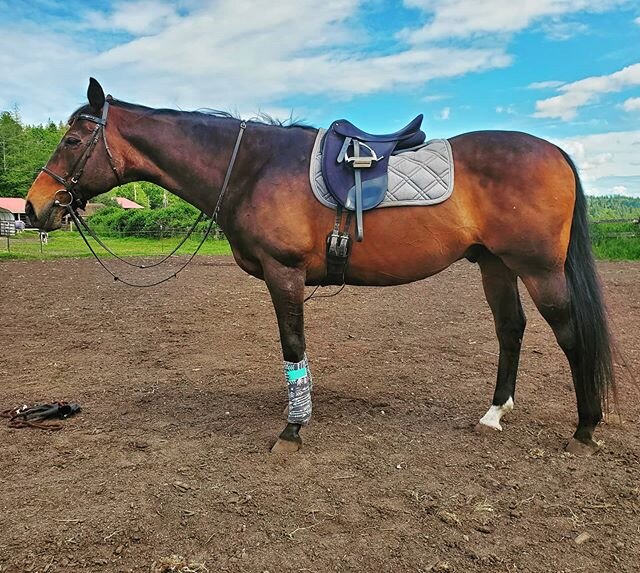 Bruin looking dashing in coral and mint arrow polo wraps. Link in bio to purchase! 
#etsy #hopkinshowprep #smallbusiness #equinebusiness #etsyseller #polowrapaddiction #polowrapsforsale #polowrap #tblove #ottbsofinstagram #baysfordays