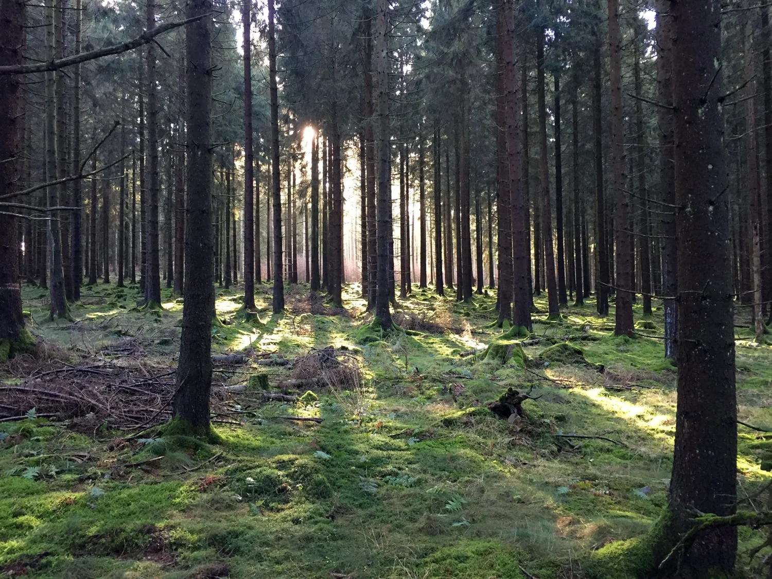 Neujahresimpressionen im Langenbacher Wald