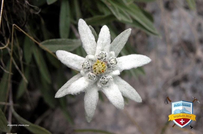 La flore du Cirque de Gavarnie