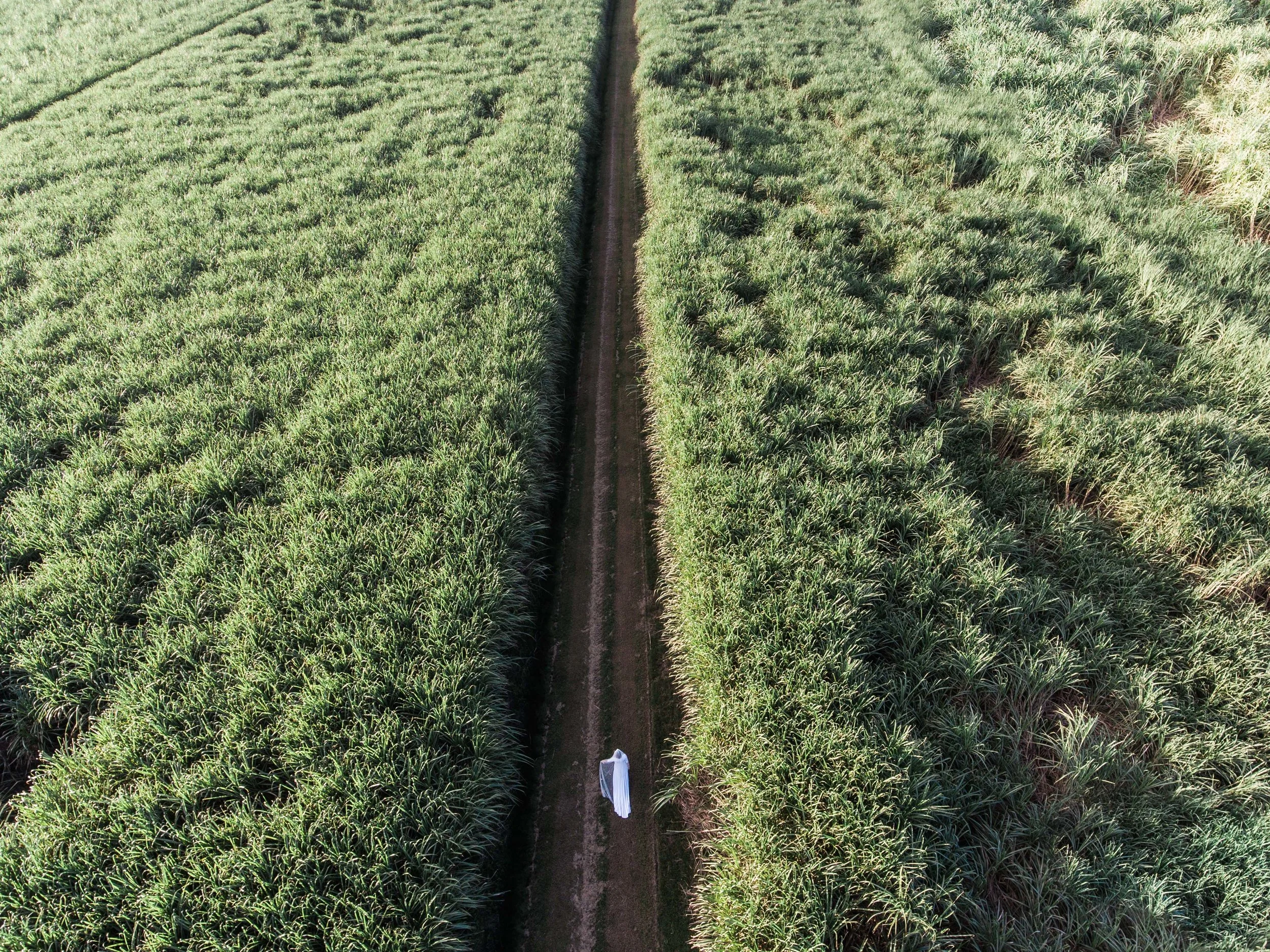 Beautiful Bride Ness walking through the cane fields - Drone photography