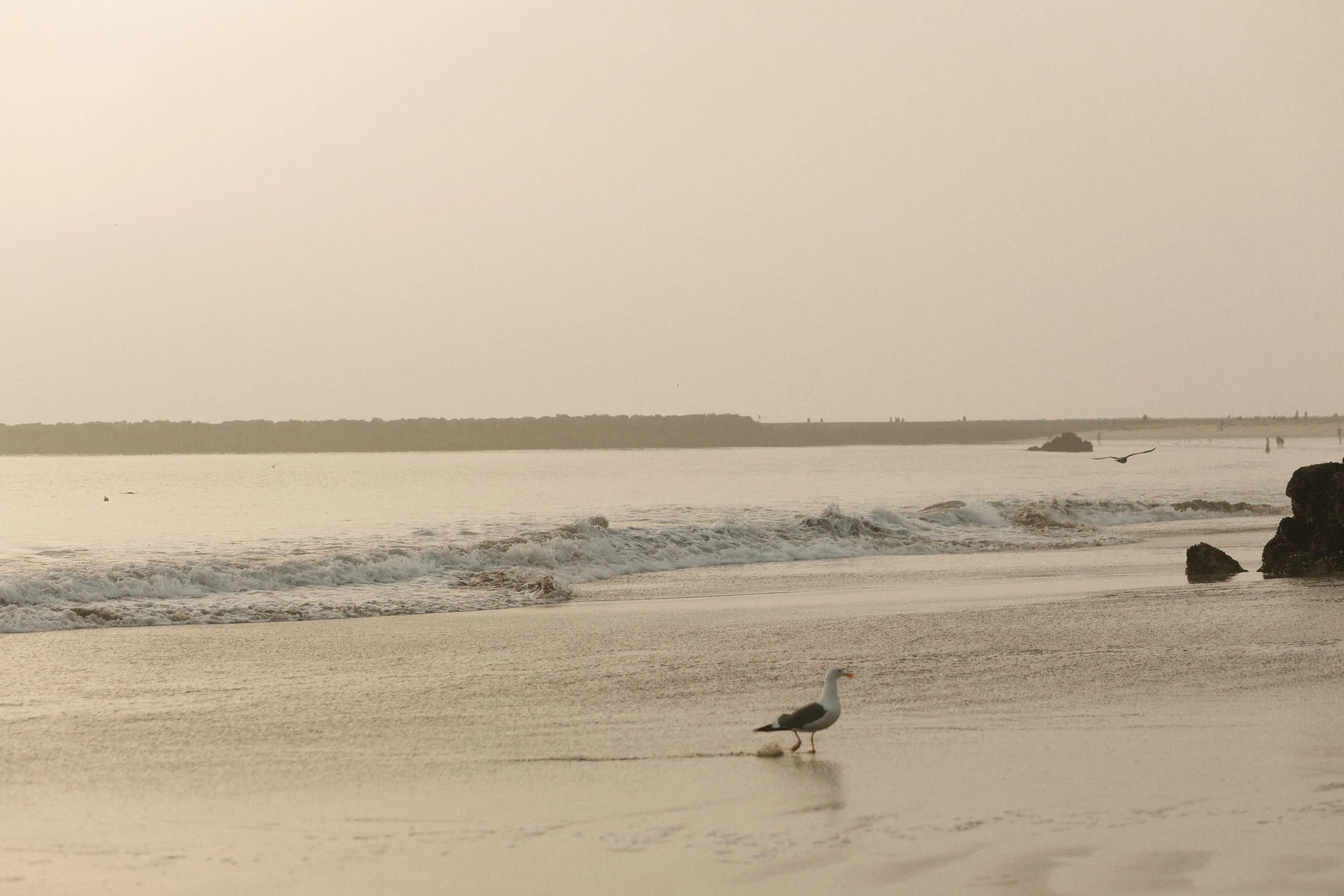 photo is of Newport Beach, sunset, from proposal with seagull on the sand near water