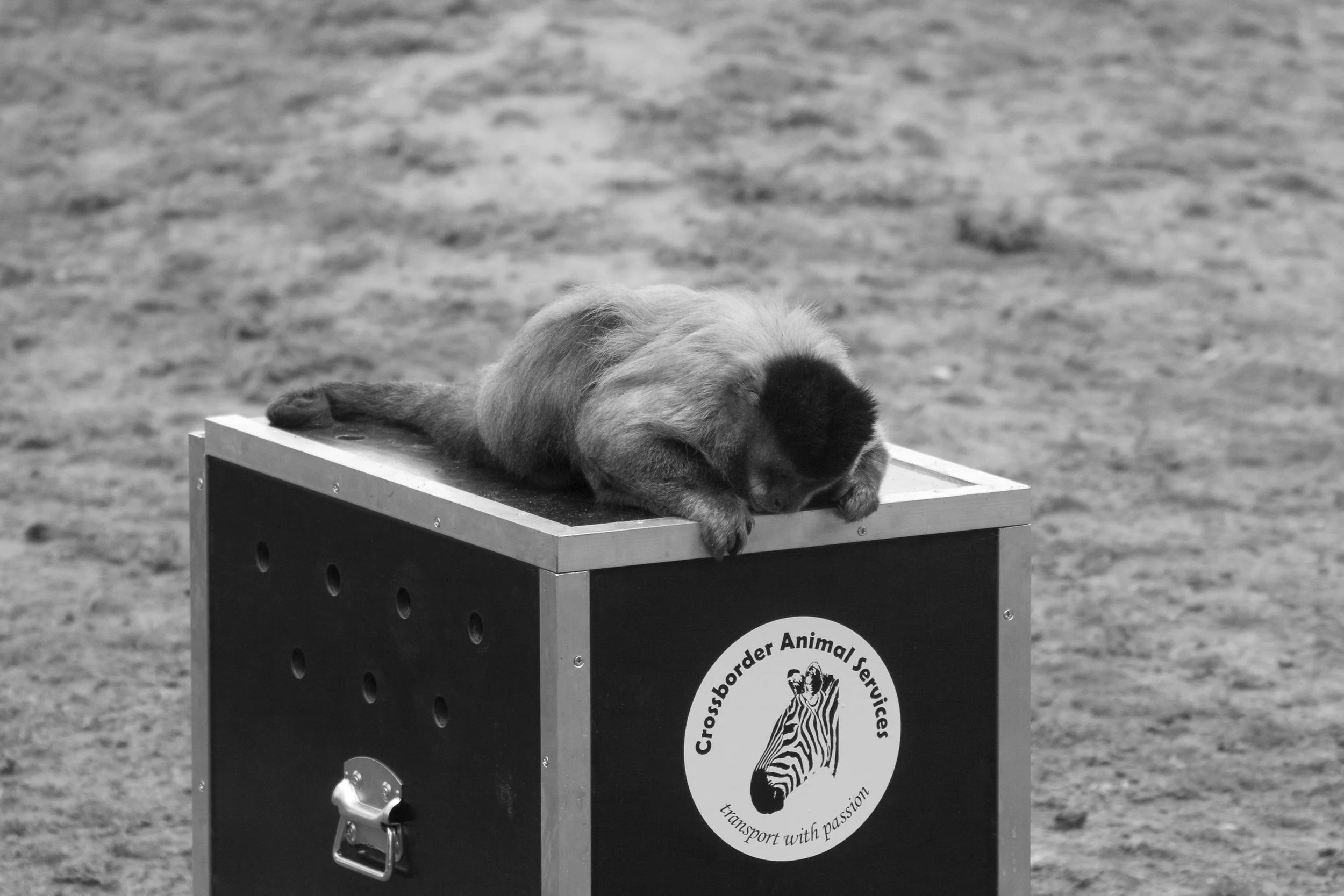 Crossborder Animal Services Monkey.jpg