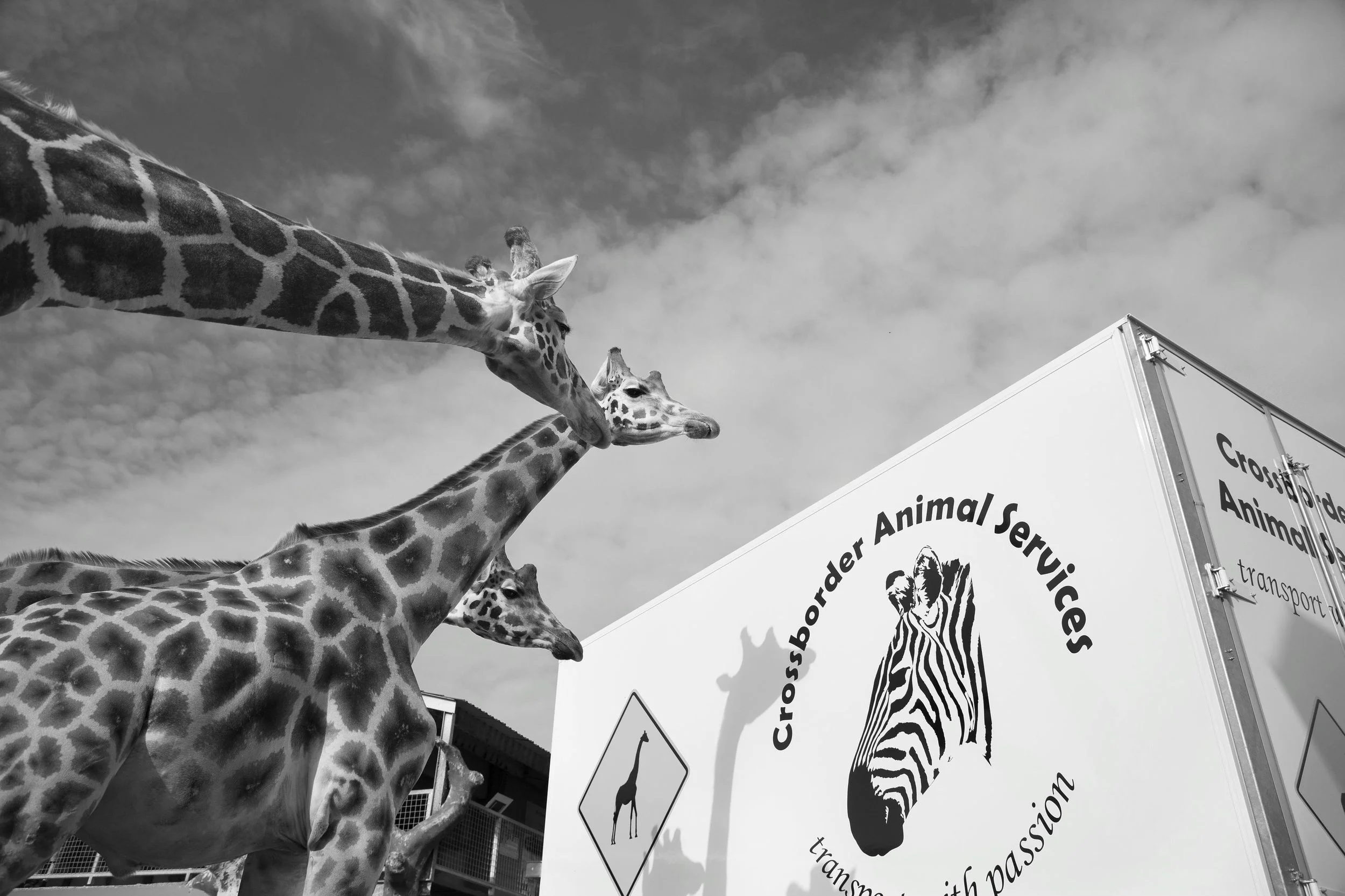 Crossborder Animal Services Giraffes.jpg