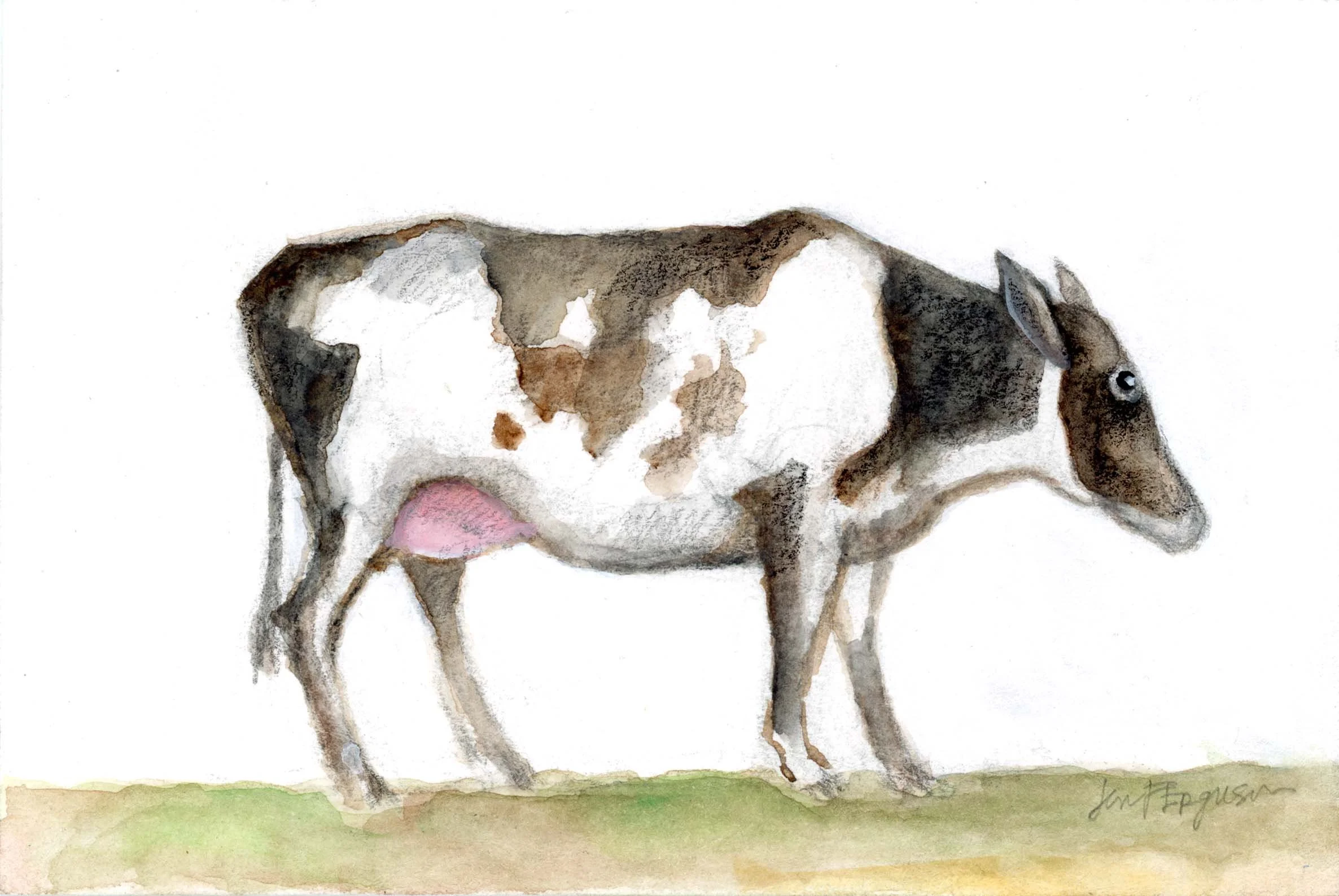 New Hostein cow20251215 adj copy.jpg