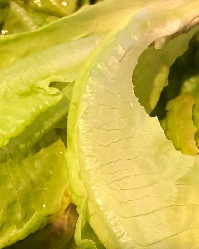 Never knew how beautiful lettuce was until @ezmayhem planted some in our #ediblefrontyard and the snap peas are quite lovely too!  So much fun to forage for dinner in our new raised beds.