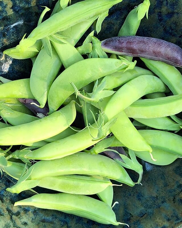 Morning harvest #snap peas #ediblefrontyard #ediblelandscaping