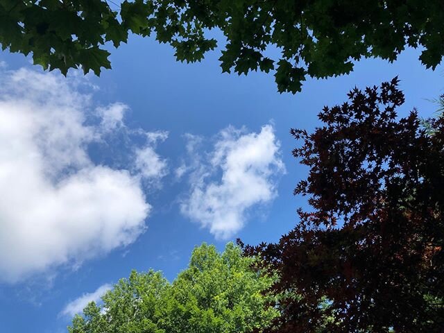 We sat in the deep shade at the back of the garden for tea and watched the clouds slowly glide across the very blue sky. #teameditation #morningritual #clouds #bluesky #thankgoodnessforshade #puerh #tea