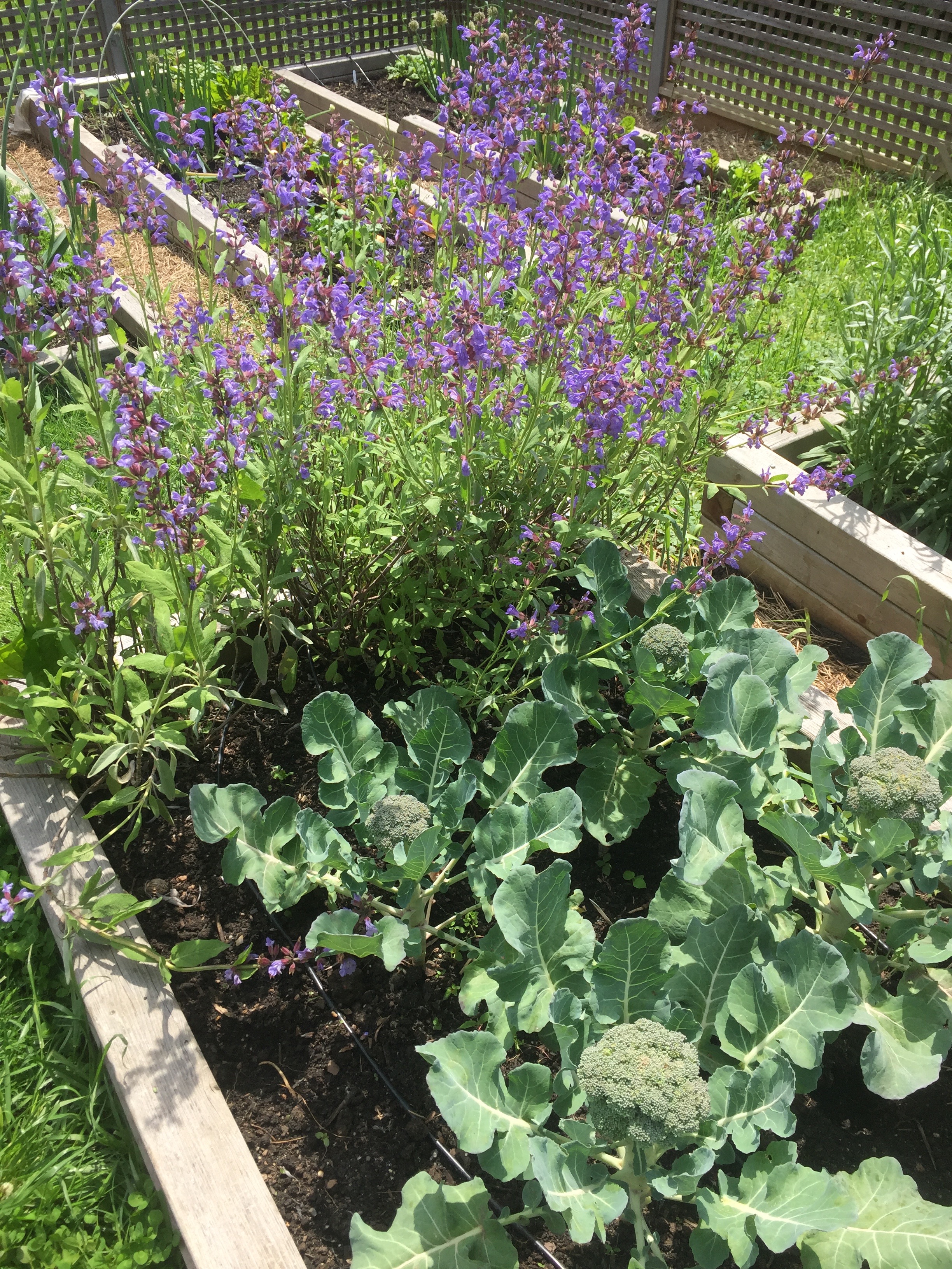 McLean Ducal Salvia Sage Flower Broccoli.jpg