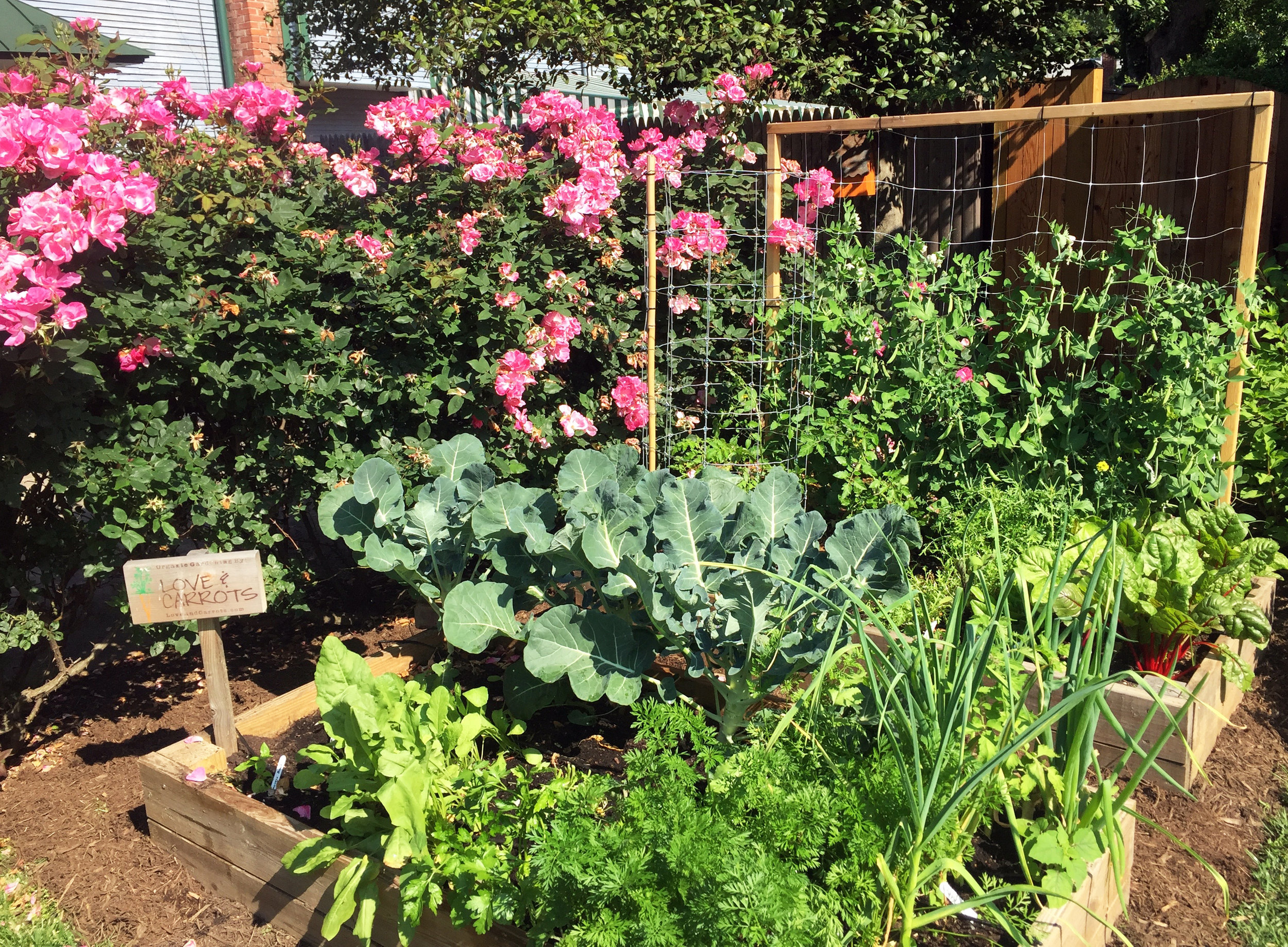 Raised Bed Garden