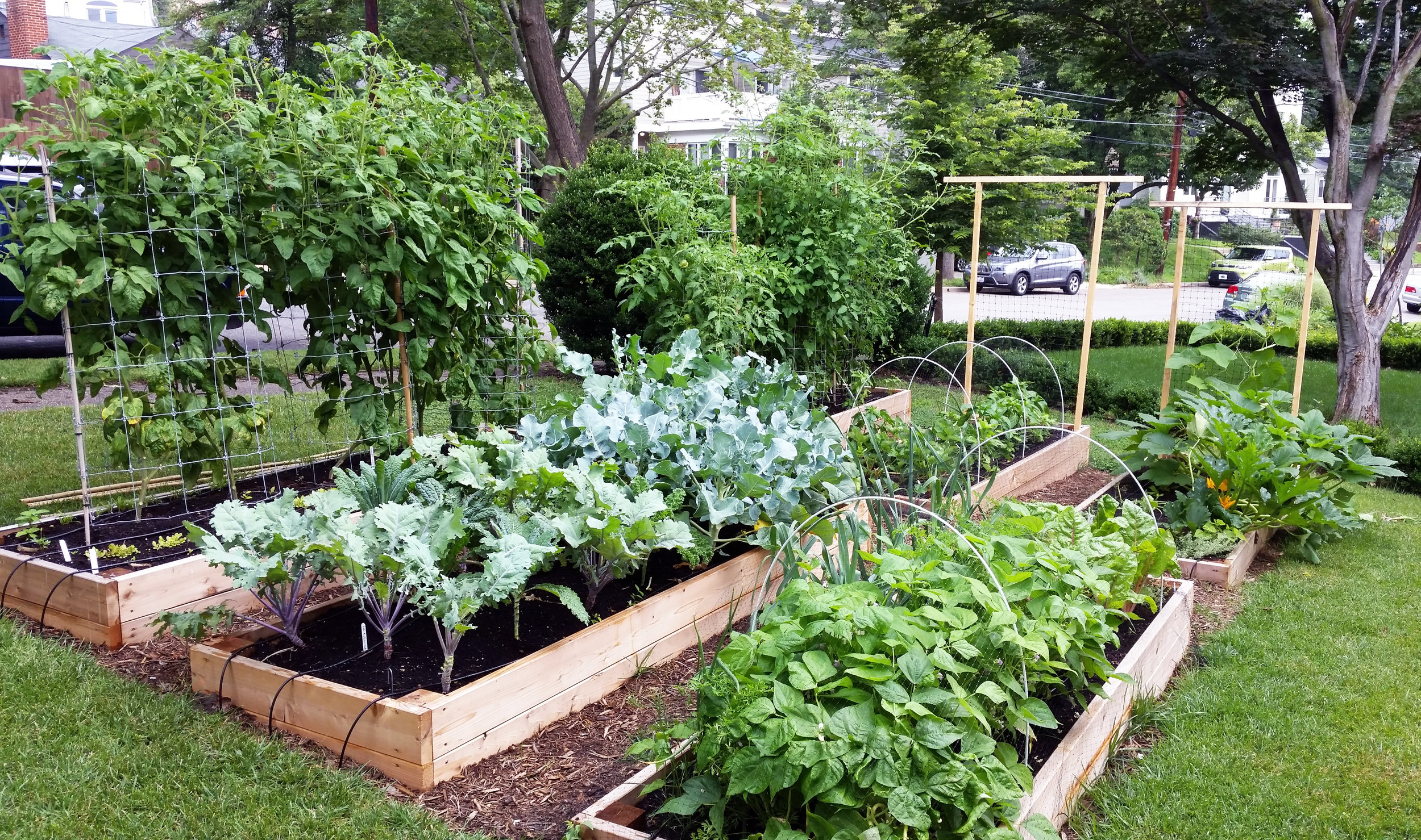 Raised Bed Gardens, Trellis, Sloped