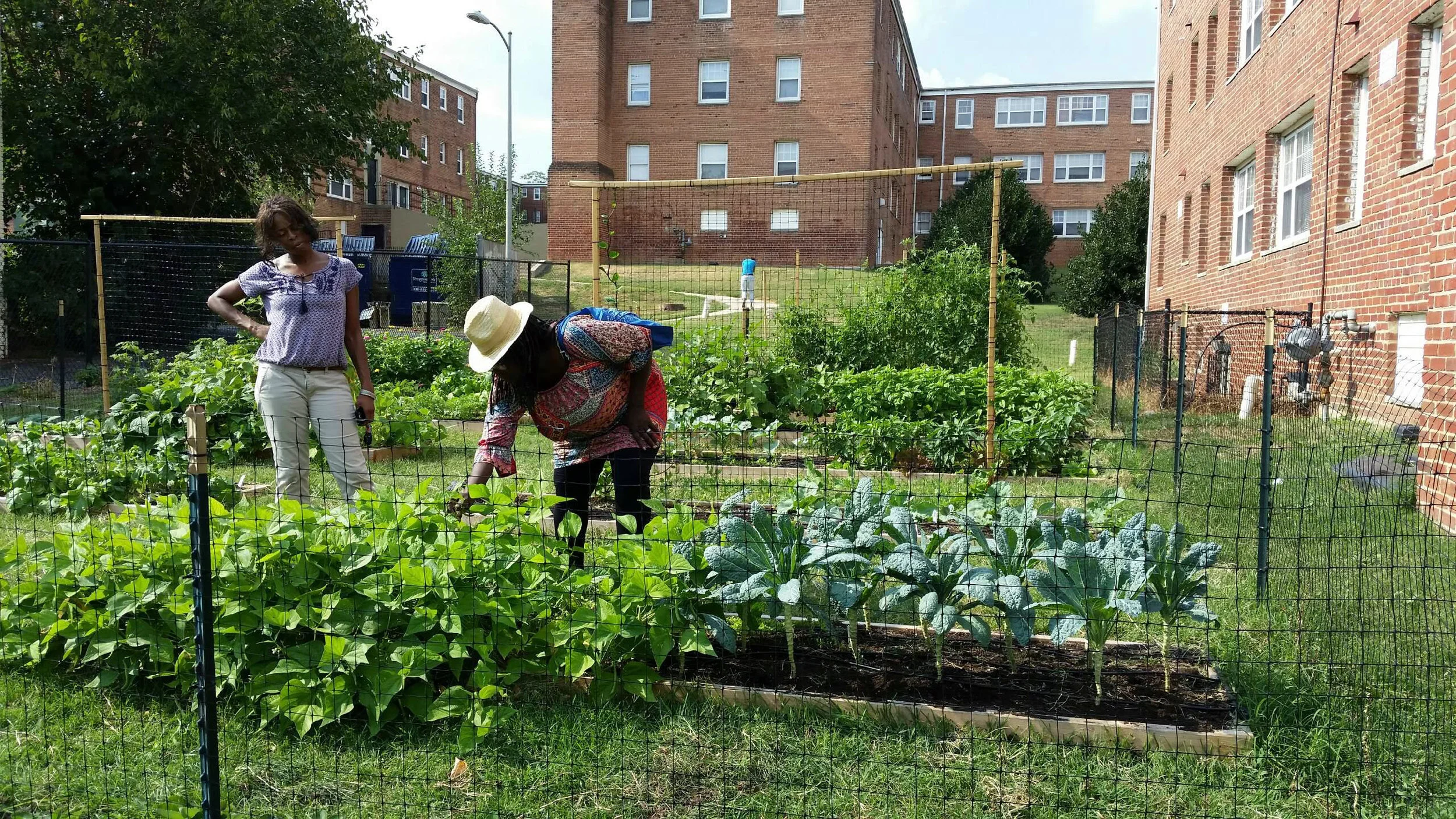 Community Garden_Edgewood.jpg