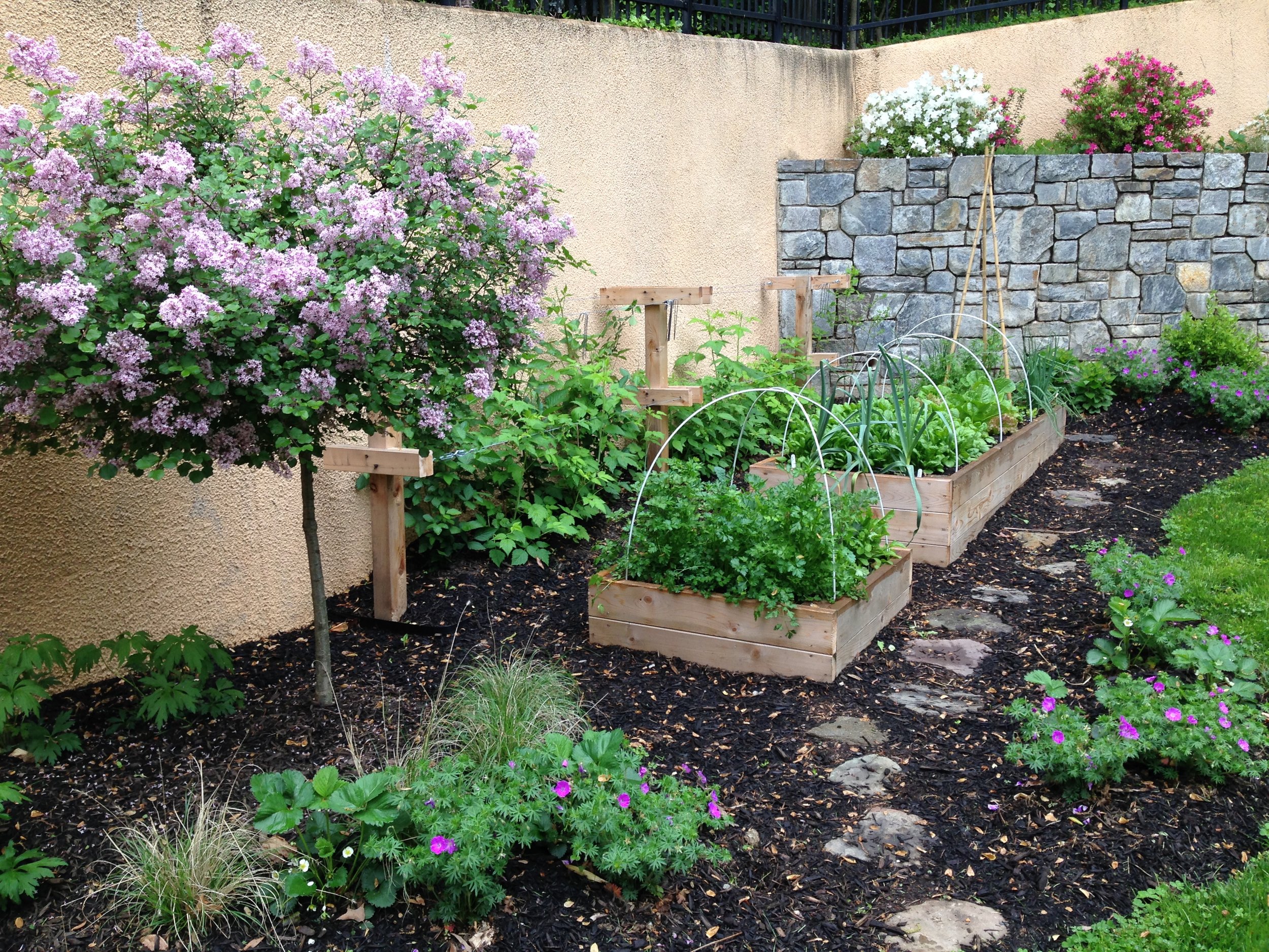 Raised Bed Garden, Blackberry Trellis, Stone Pathway, Mulching