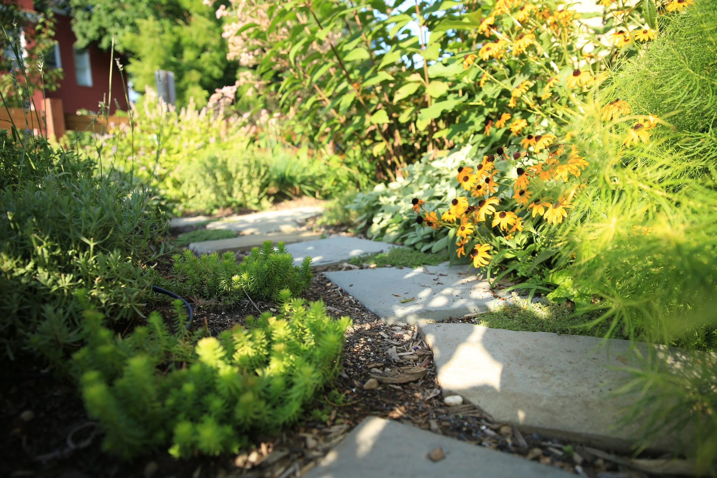 Landscapes Red Hen .jpg