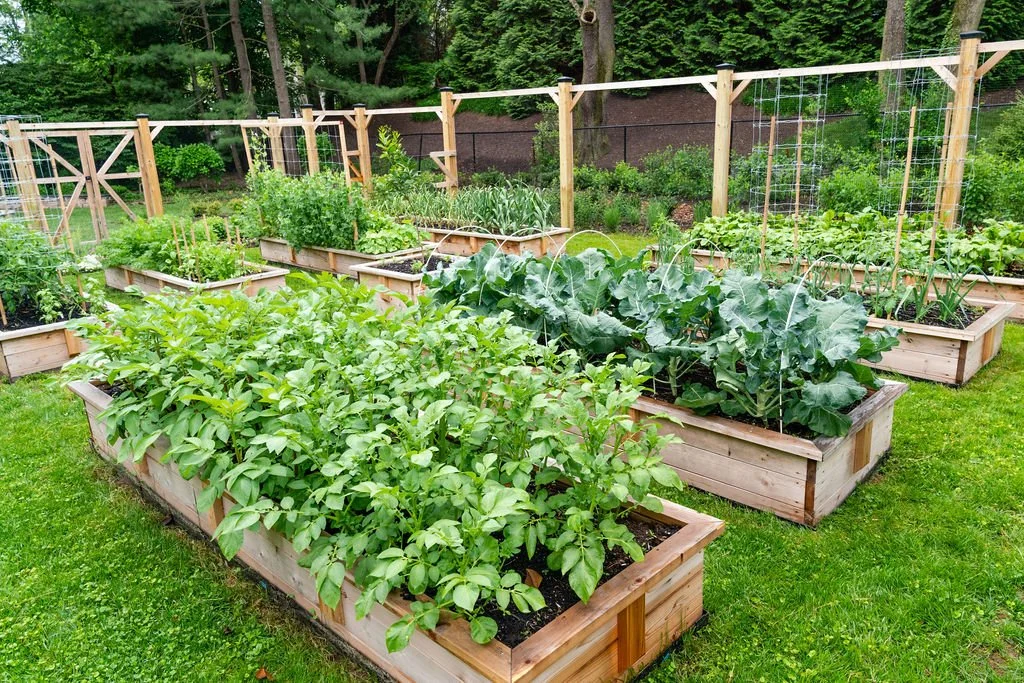1.5 Ft tall Raised beds Sherwood copy.jpg