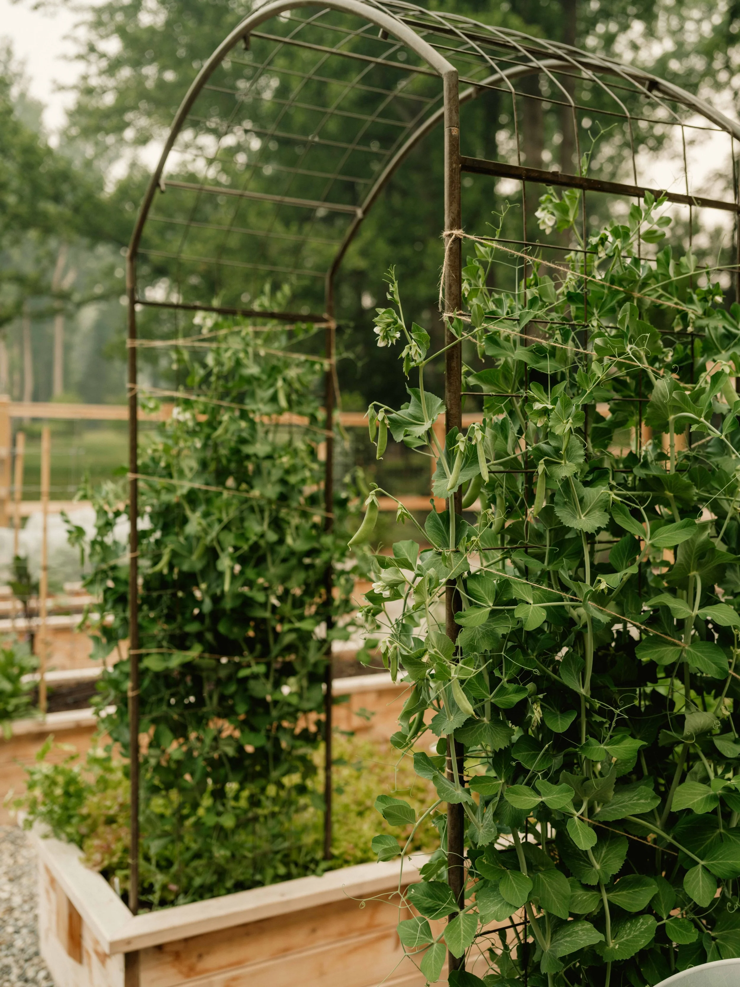 Garden Arch Judson Peas.jpg