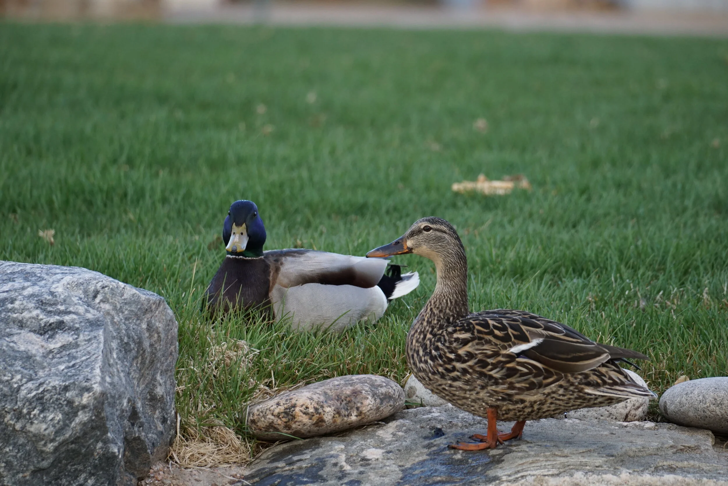DSC01110.JPG