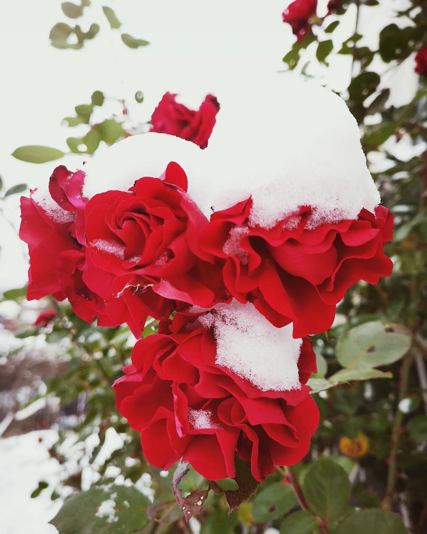 And there it was...
Winter.
#firstsnow #redroses