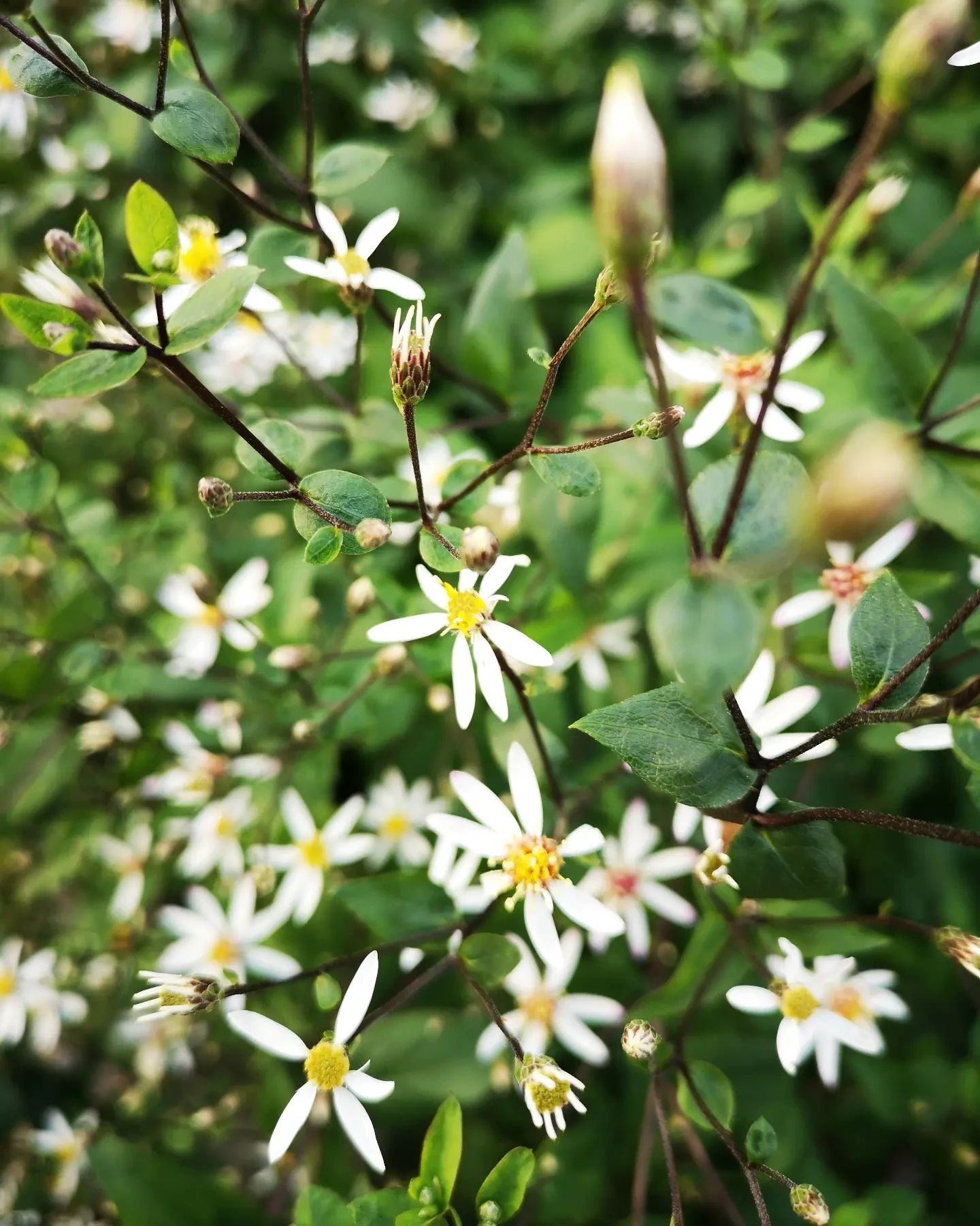 &quot;He who hath glory lost, nor hath
Found any soul to fellow his,
Among his foes in scorn and wrath
Holding to ancient nobleness,
That high unconsortable one &mdash;
His love is his companion&quot; - James Joyce.

The woodland asters are at their 