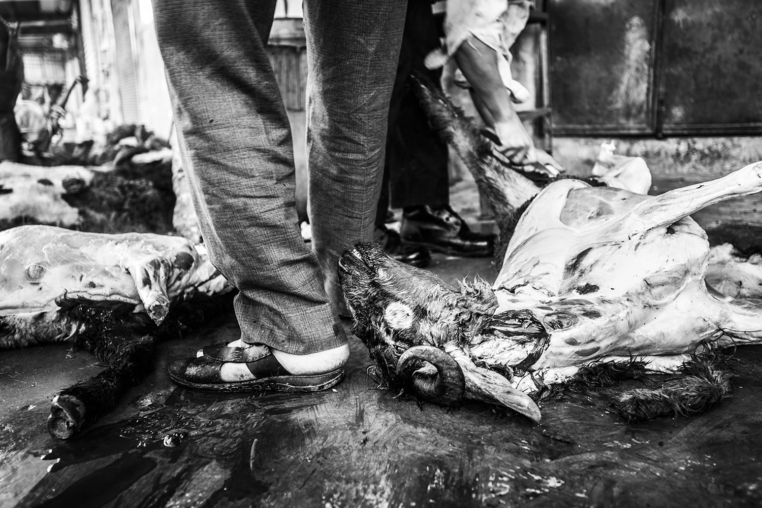 Men are working on dismantling rams on the day of Eid al Adha "Festival of the Sacrifice". Tall Rifat, Syria. 2012 © Go Nakamura photography