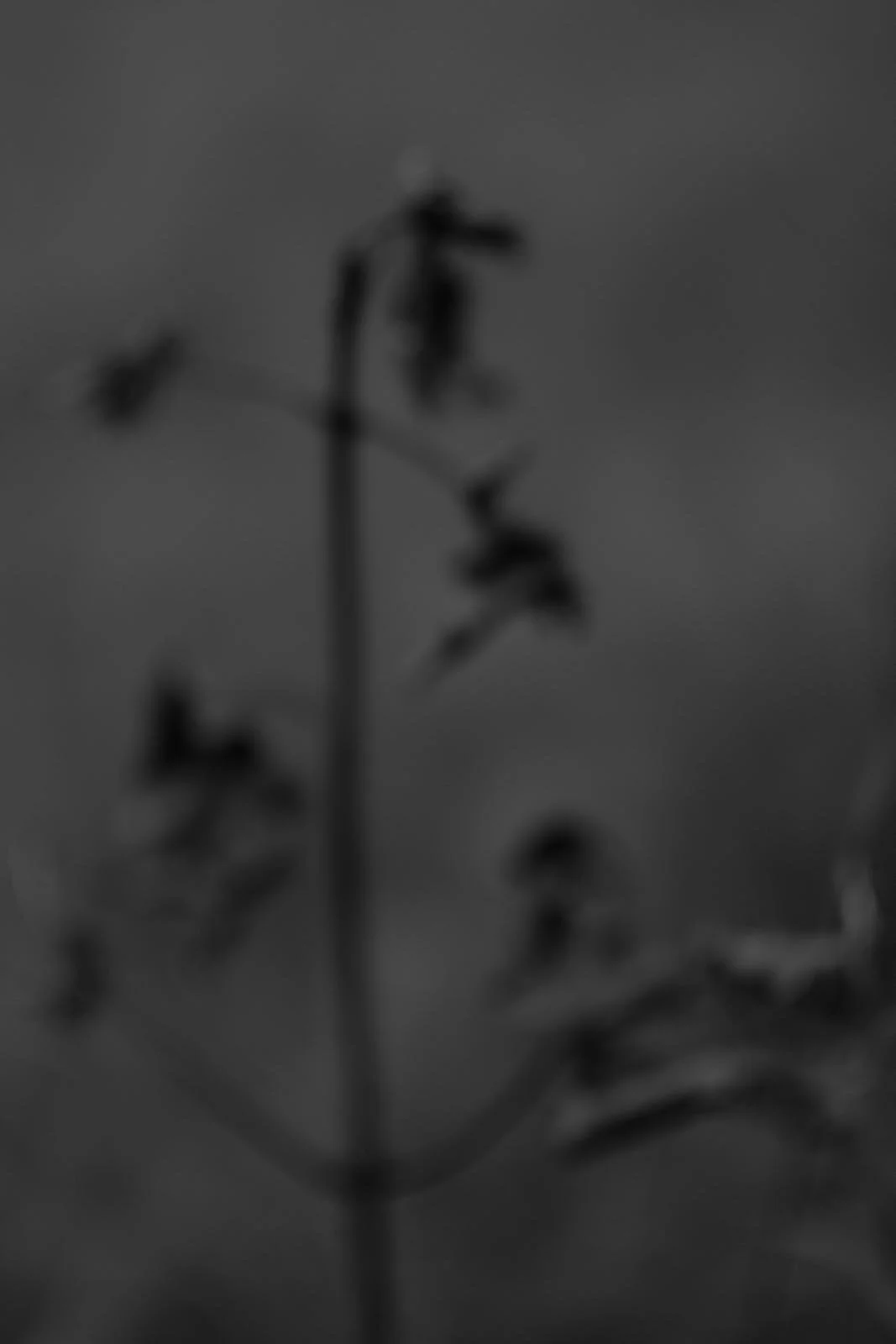 _DSF2805-Website.jpg