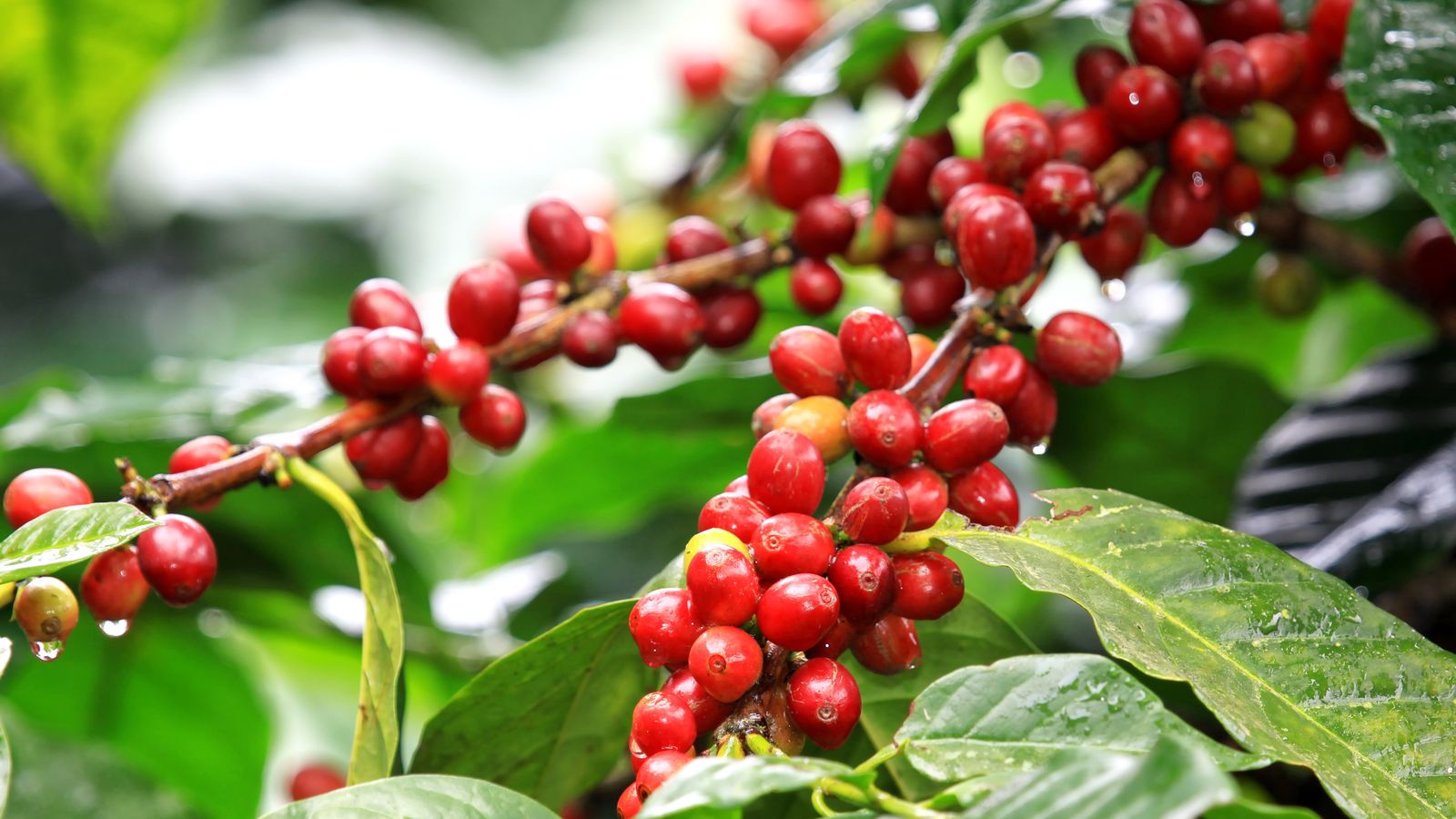 coffee-cherries.jpg
