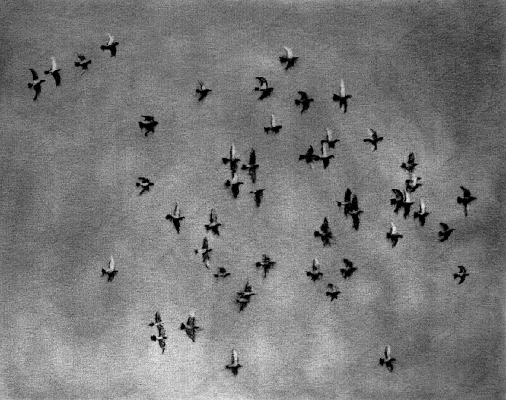 Les pigeons