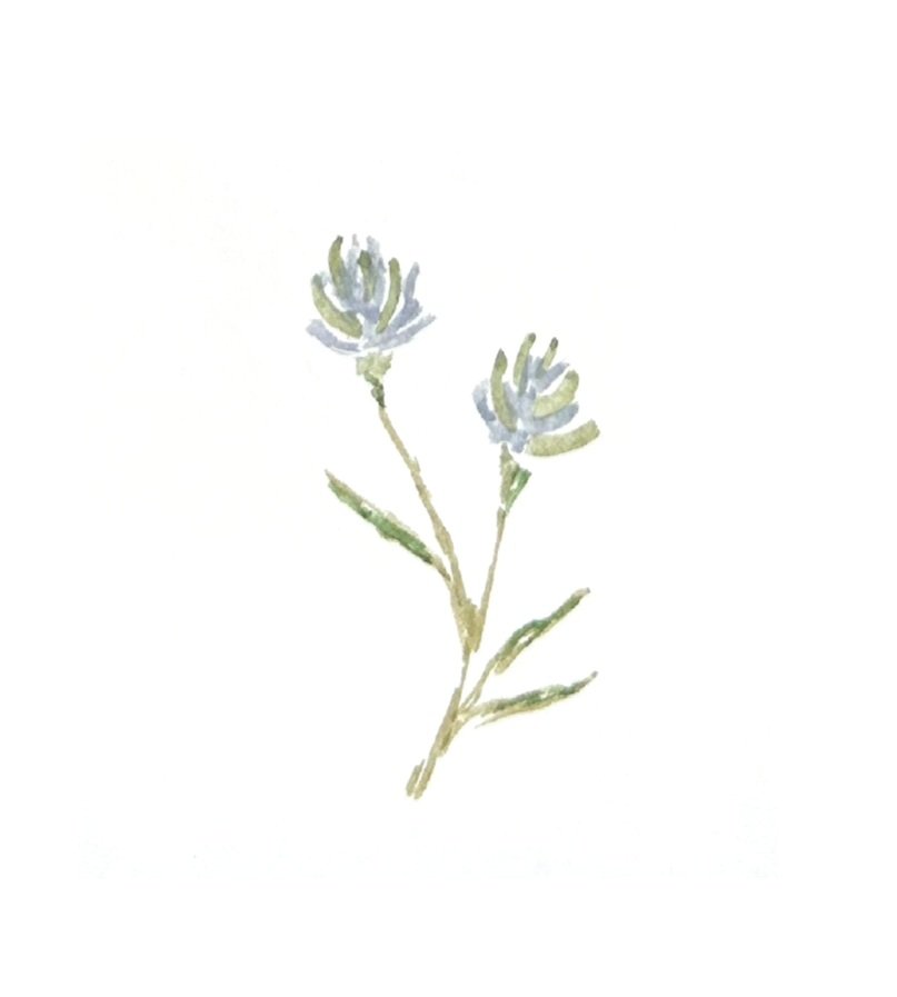 Watercolor illustration of a small flowering plant with two light-colored blossoms and green leaves.