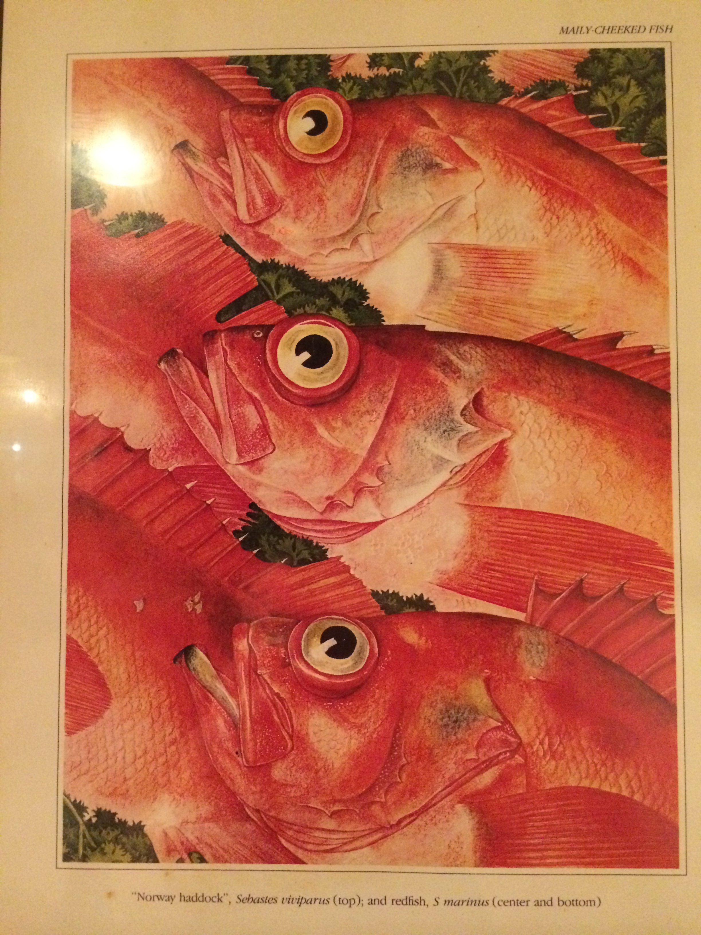 magazine art on the wall in Kaikaya