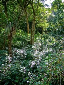 Chapada: Cultivo de cafeeiro robusta/conillon se mostra viável na