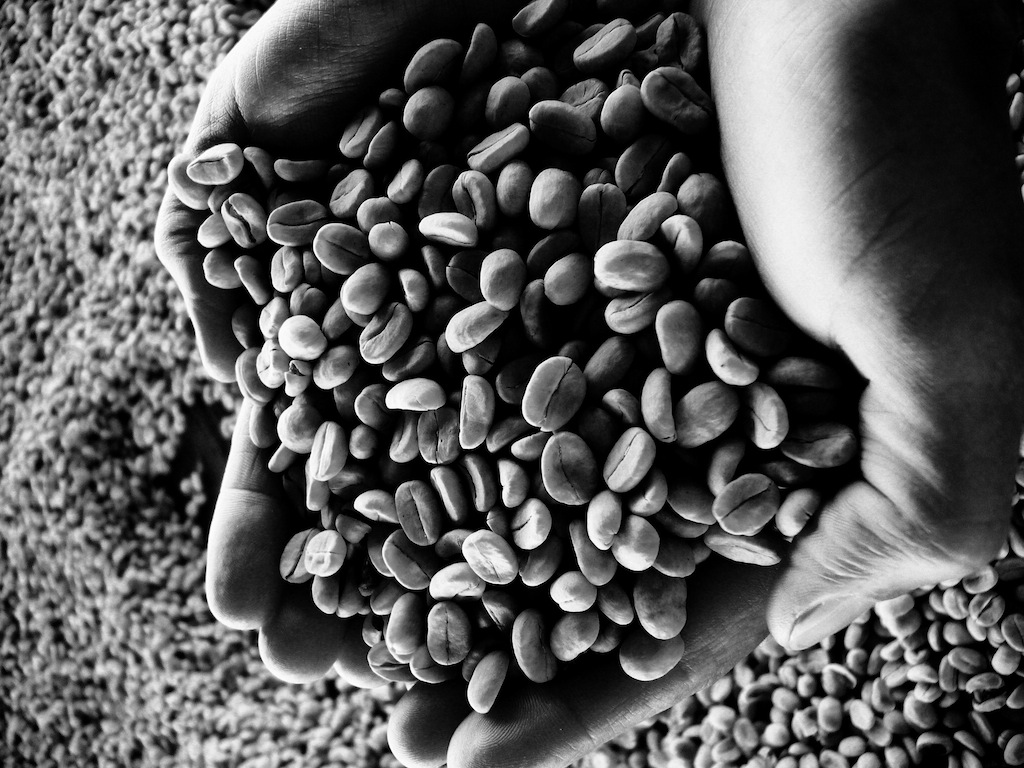 Sementes de Café - Cerejas Descascadas