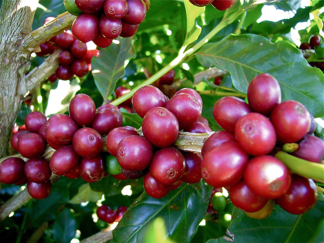 Os frutos do cafeeiro ocorrem em partes novas dos ramos.