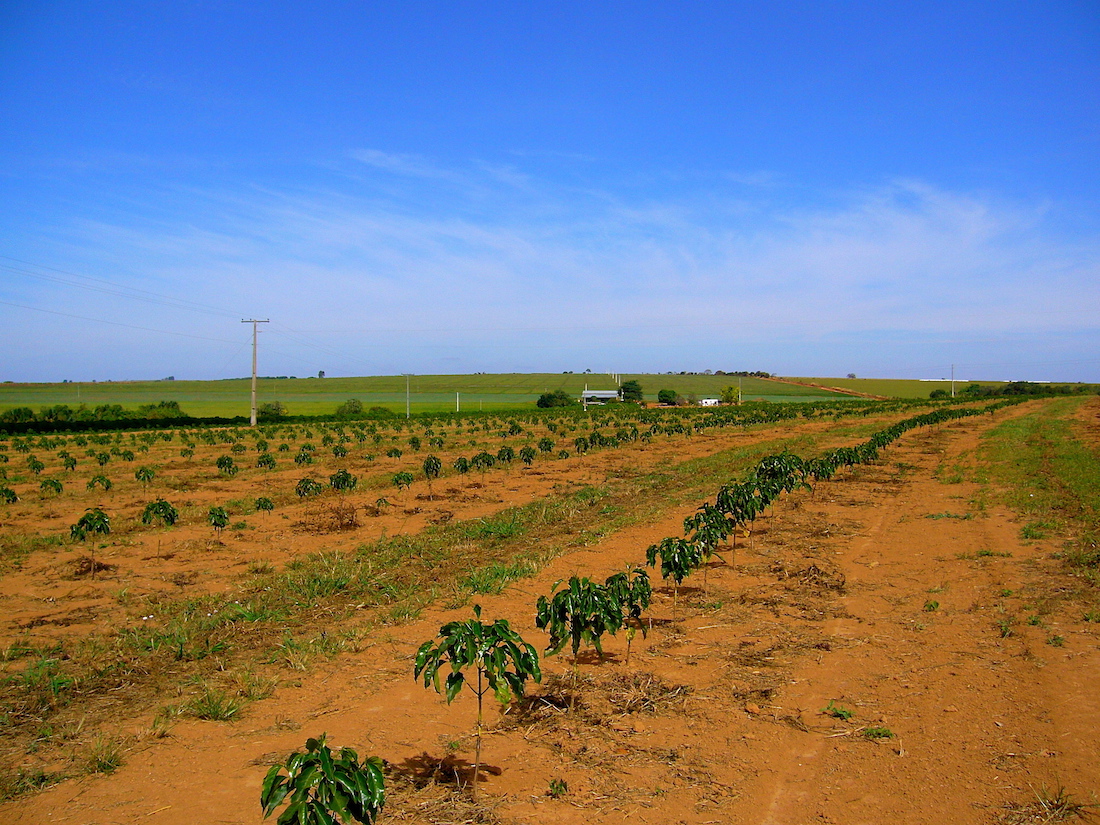 Cafezal recém plantado.