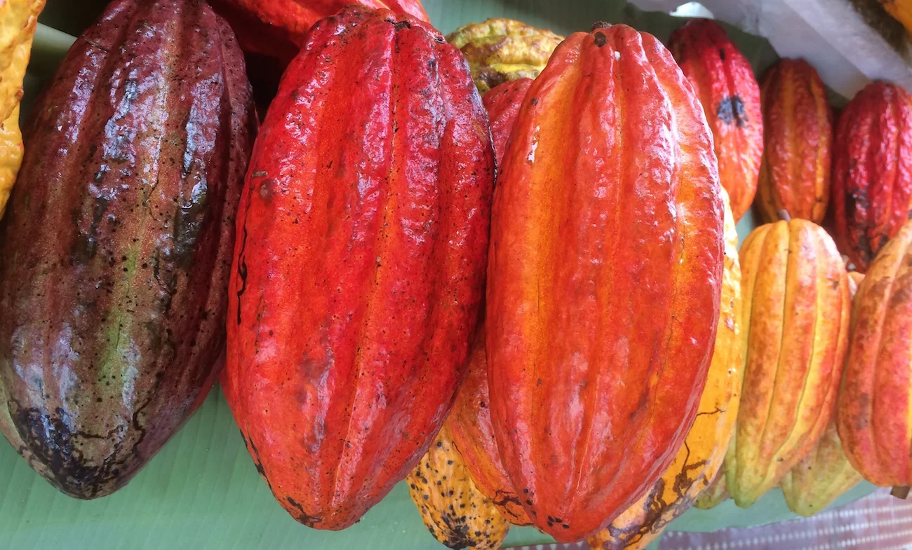 Frutos de cacaueiro - diferentes variedades.