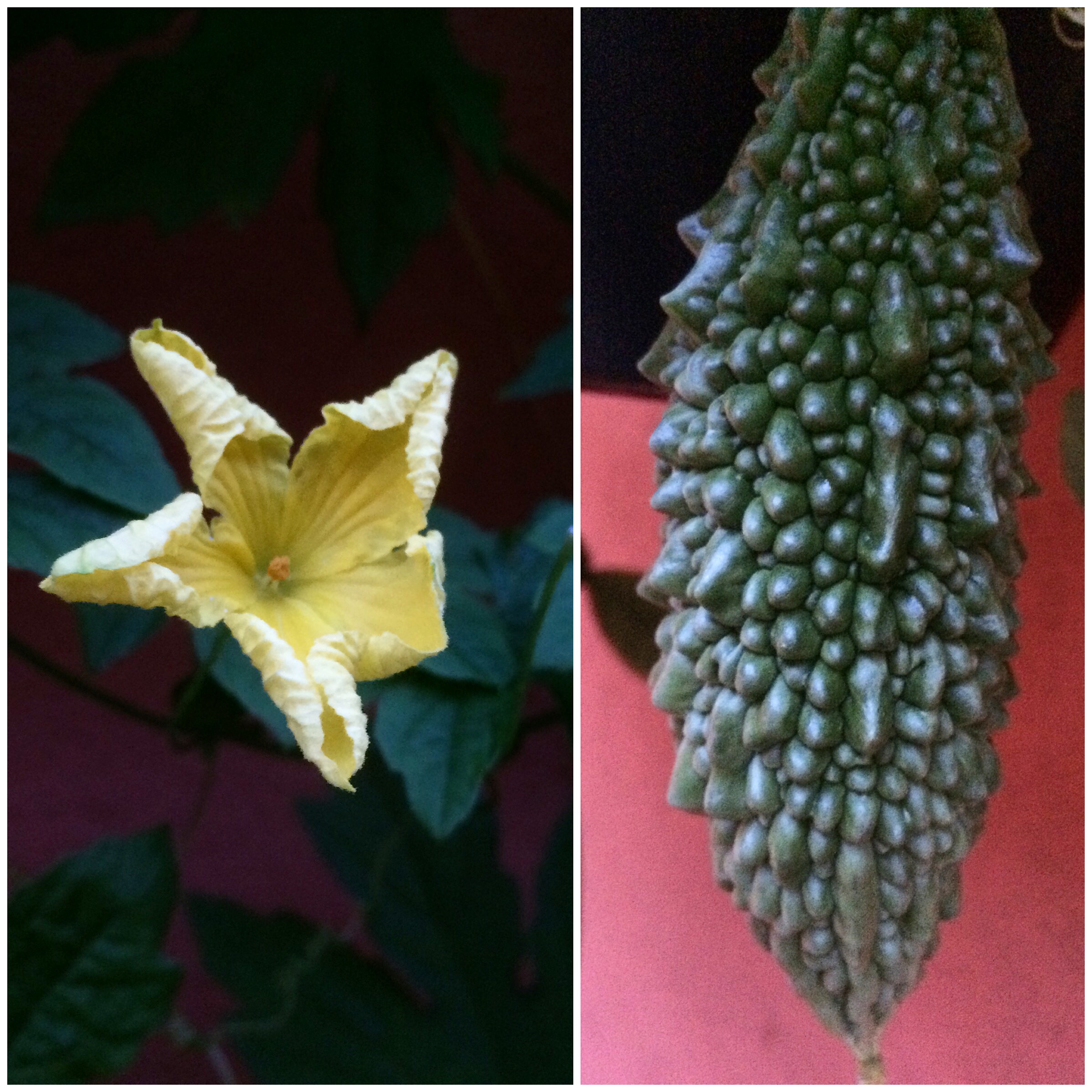 Goya, vegetal típico de Okinawa, do sul do Japão, e que é extremamente amargo.