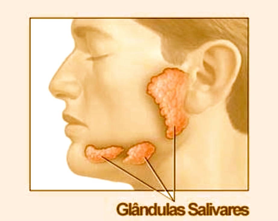 Glândulas salivares.