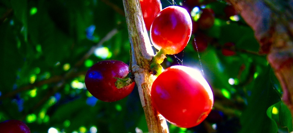 Frutas maduras. 