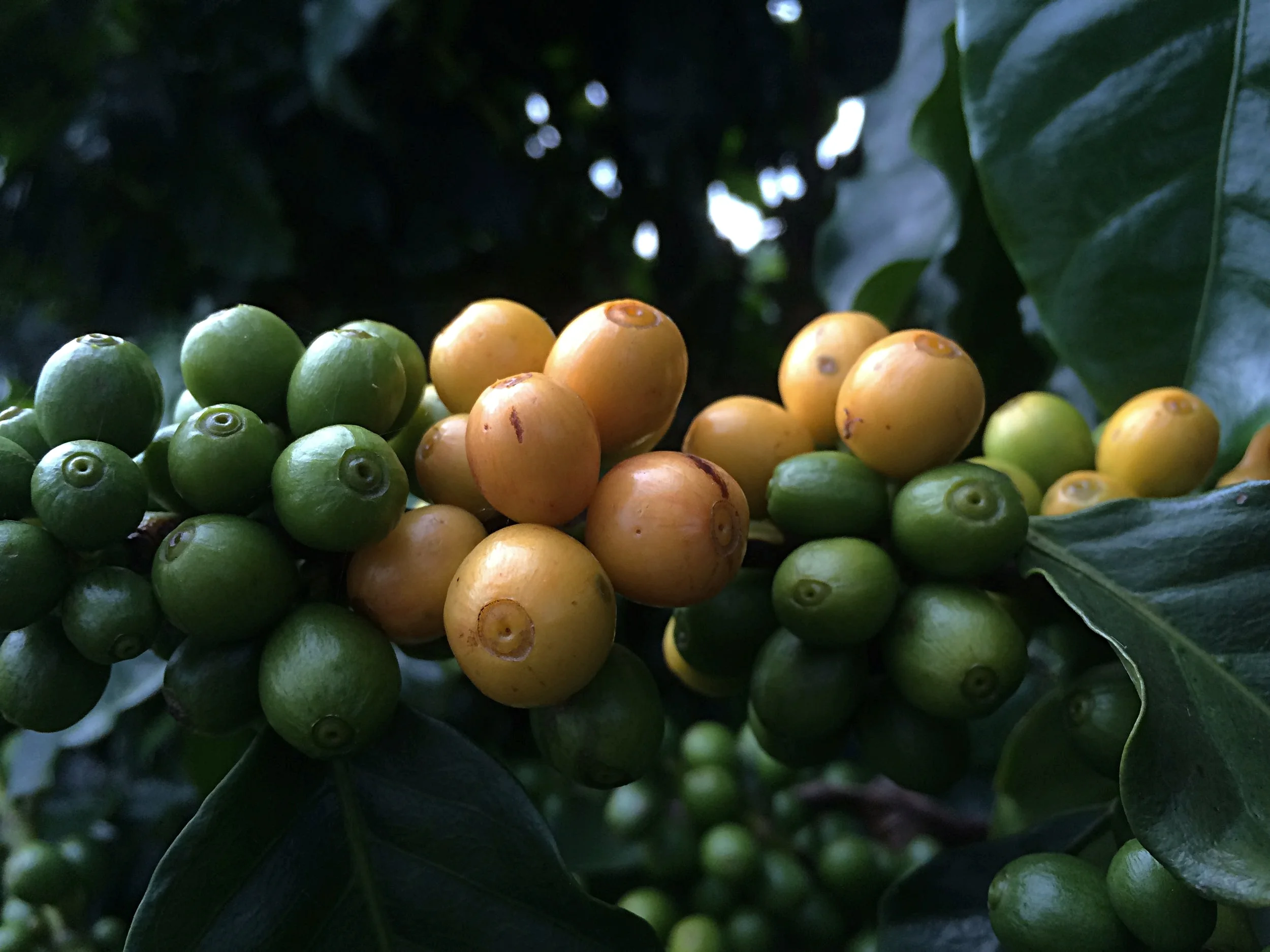 Frutos de café em diferentes estágios de maturação