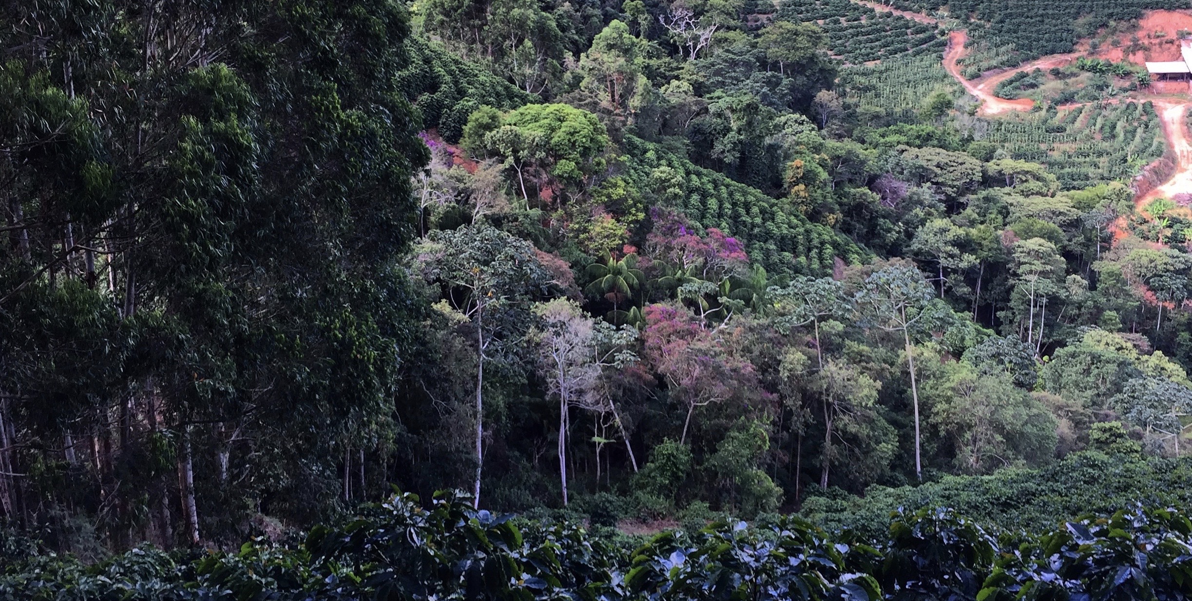 Fazenda Marapé, Brejetuba