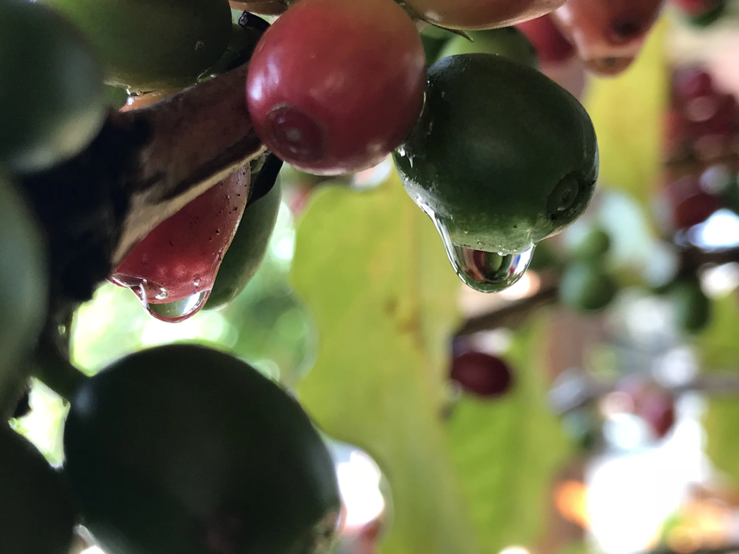 1811-Densidade_frutas.jpg