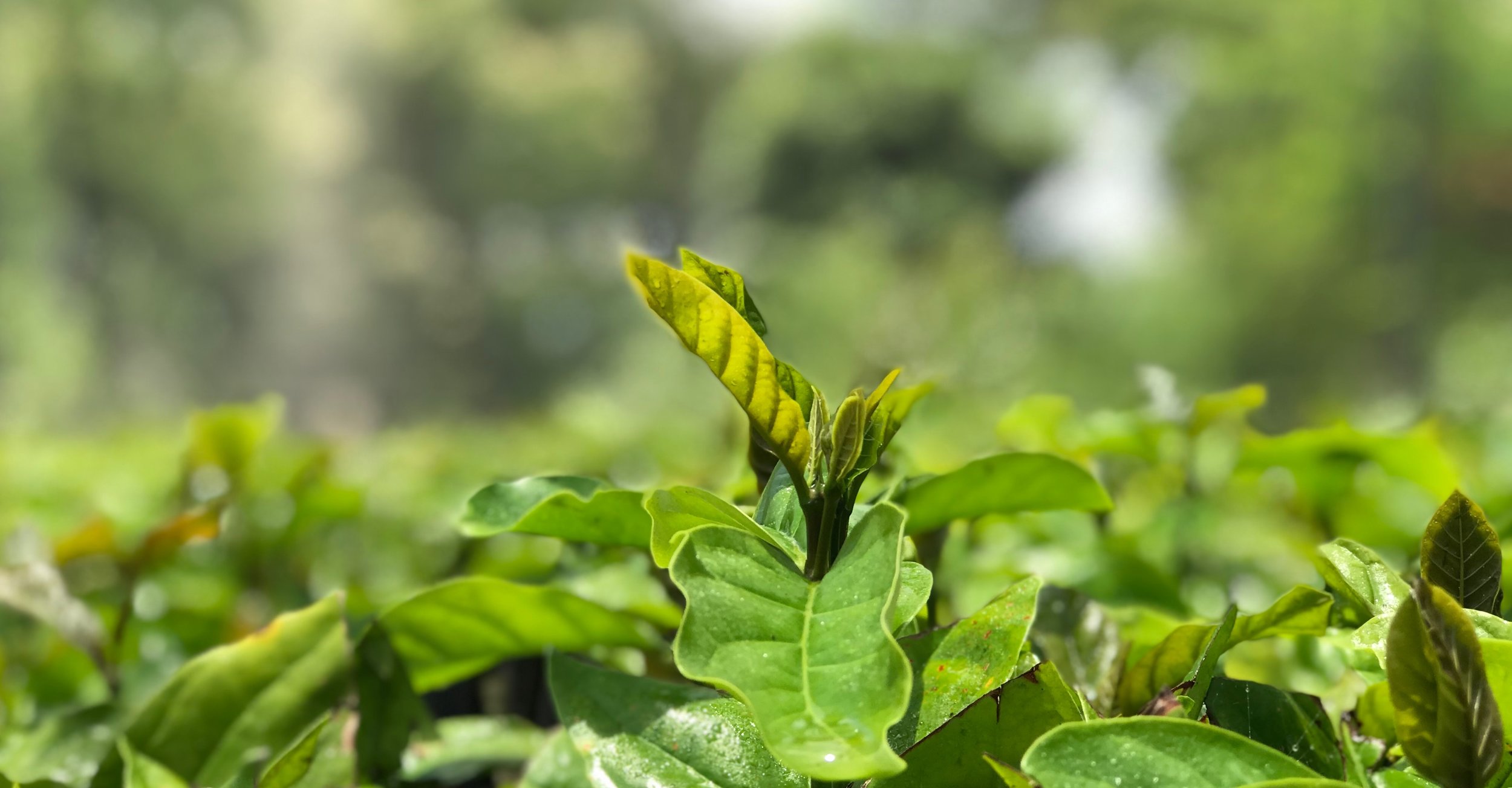 Boa qualidade do conilon e robusta brasileiros abrem portas