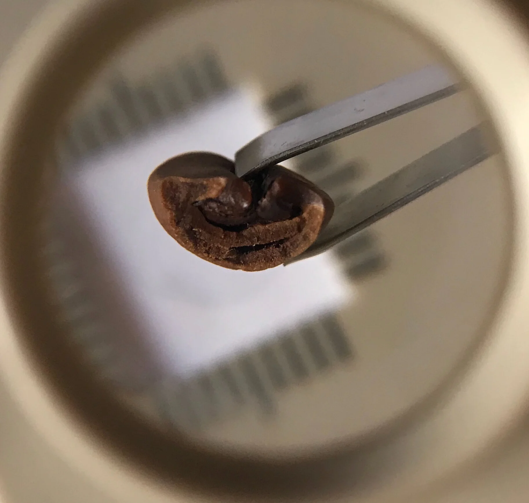 CAMPUS SPS: Ciência da Torra do Café - NC1 - Turma 34