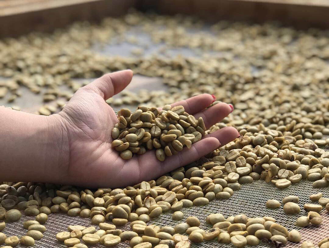 Cultivo de cafeeiro robusta/conillon se mostra viável na região