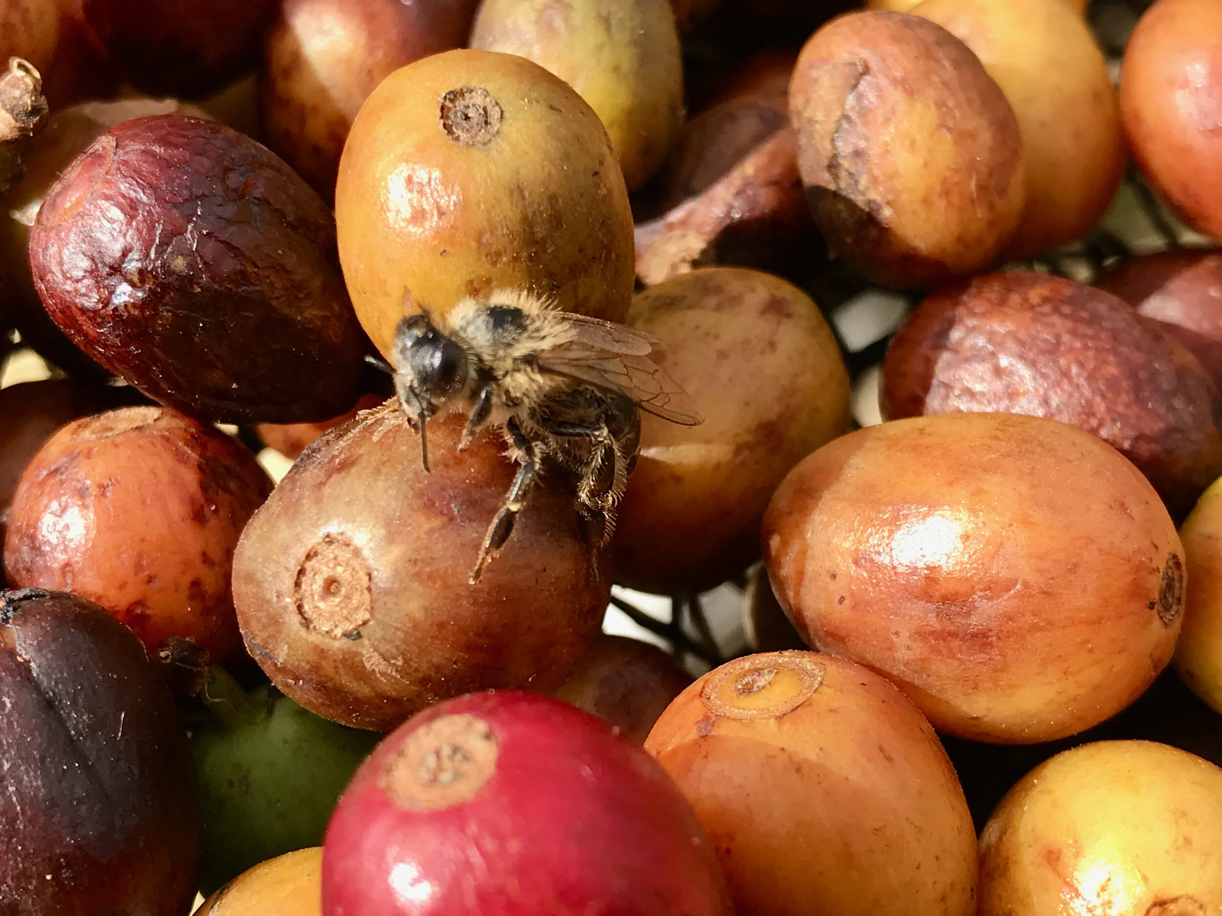 Frutos maduros de café fotografados por Ensei Neto