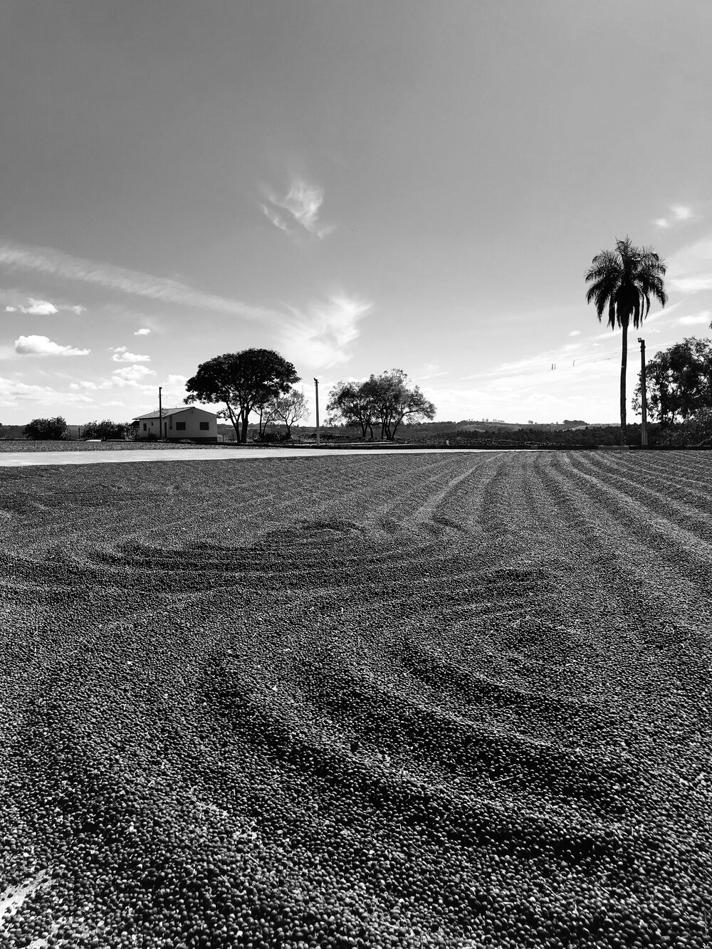 Secagem em terreiro pavimentado