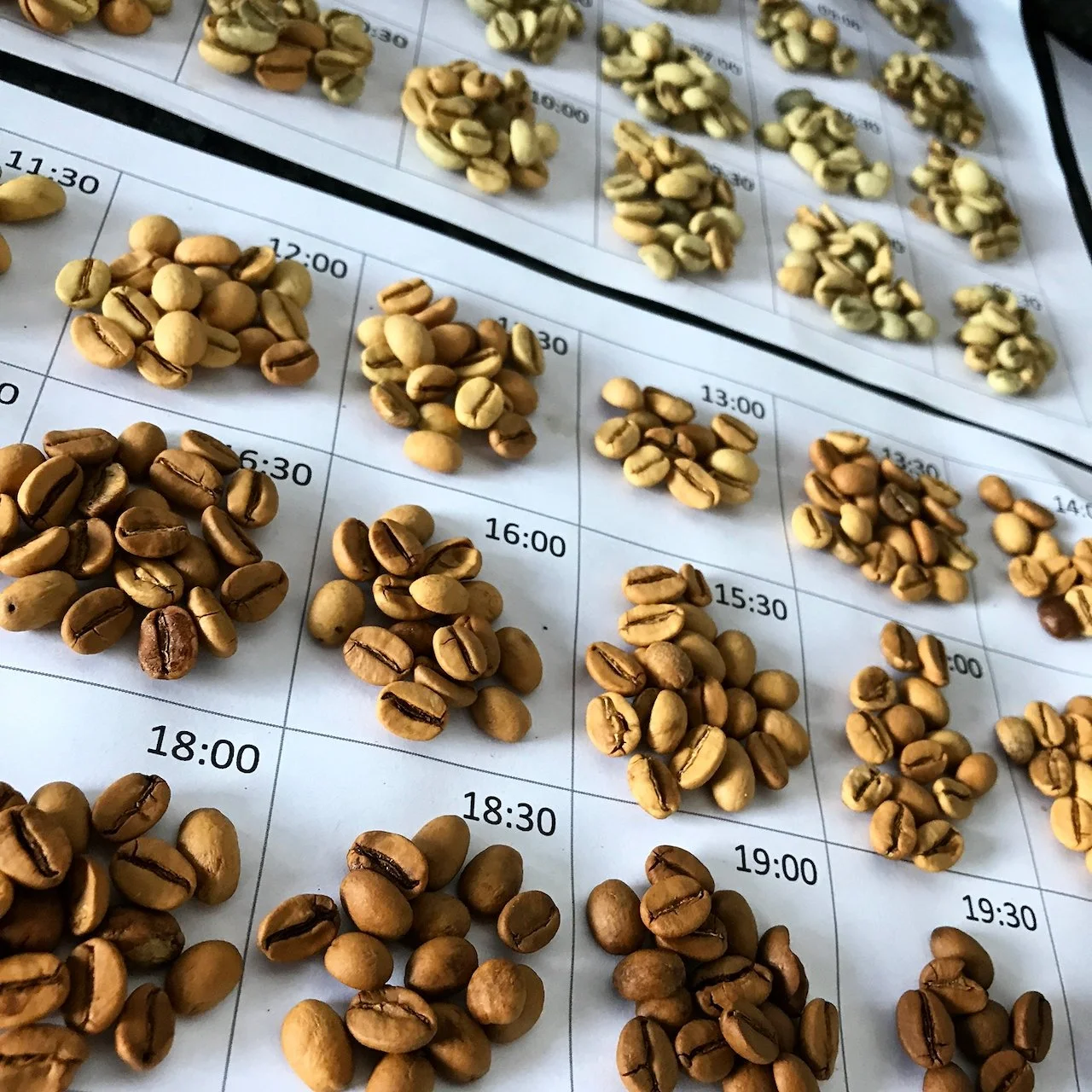 SPS: COMO SELECIONAR CAFÉS PARA TORRAR | T01