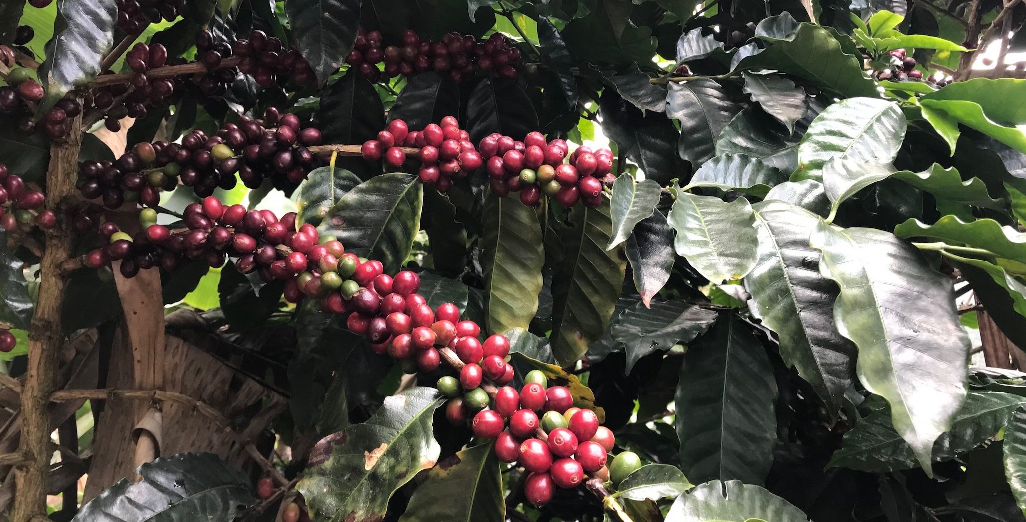 Cultivo de cafeeiro robusta/conillon se mostra viável na região
