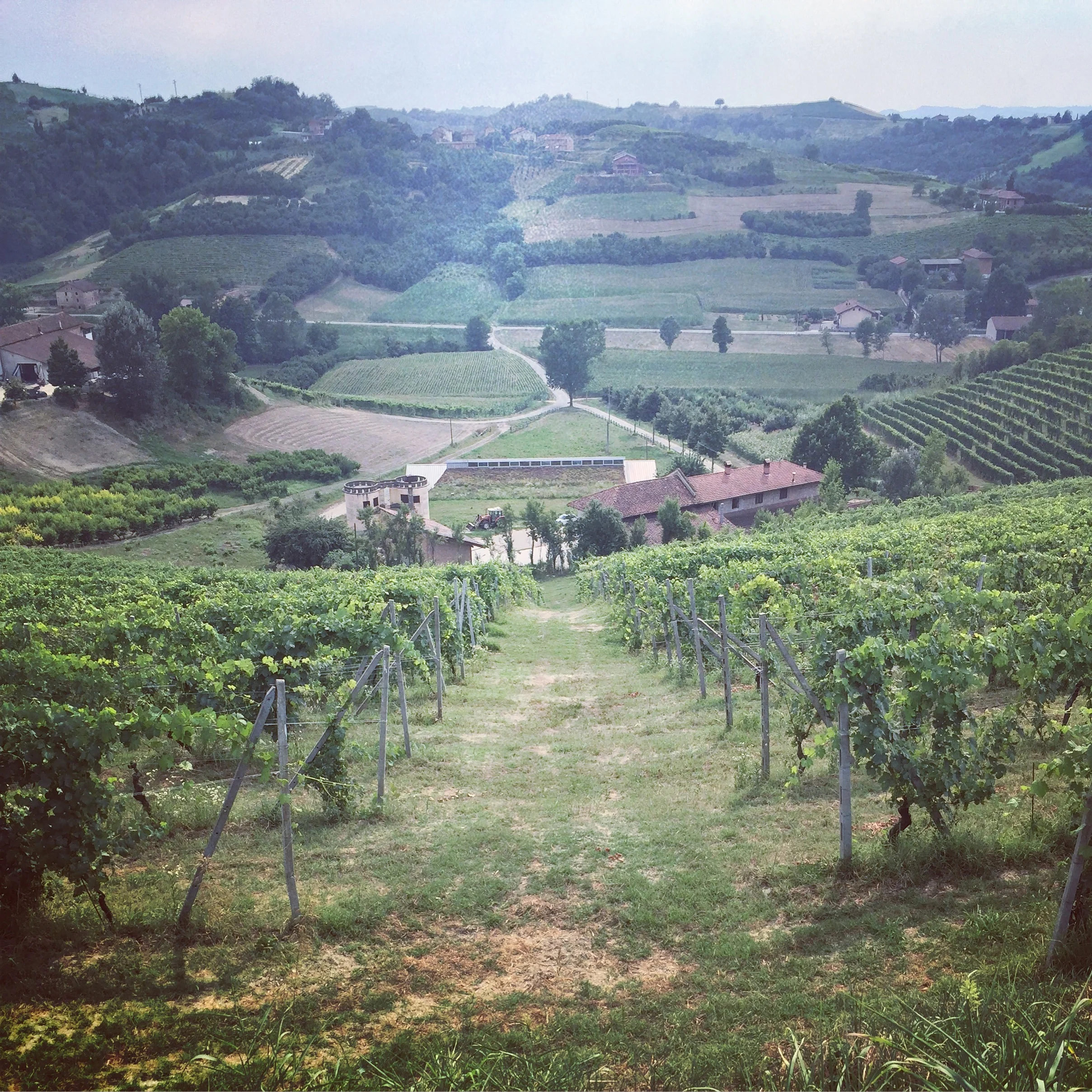Vineyards, Barolo country, Italy food and wine tour.